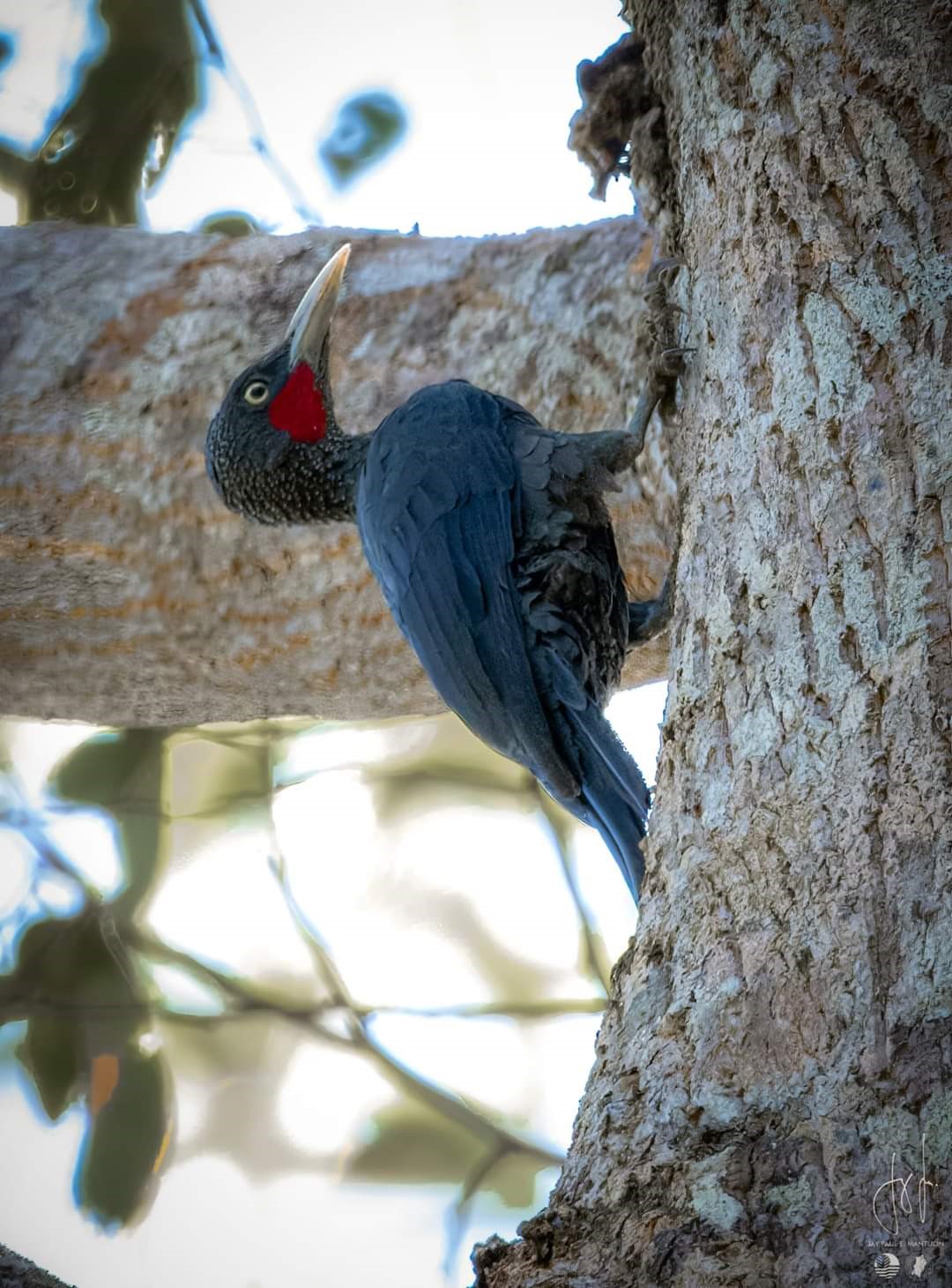 Crimson-backed Woodpecker