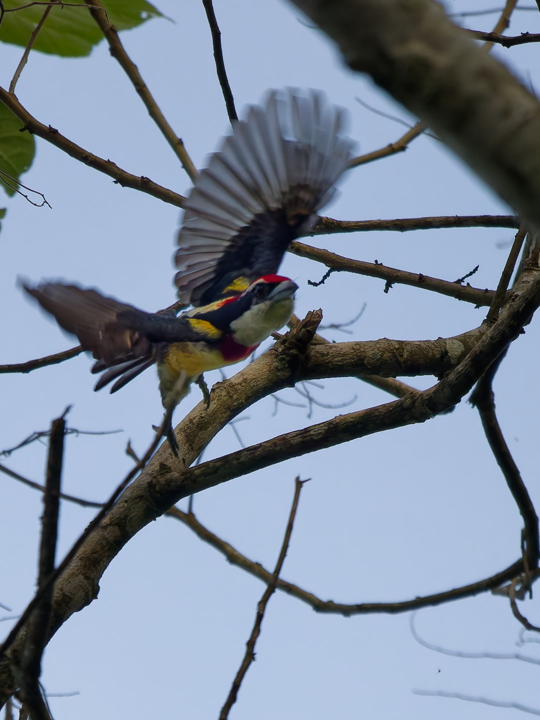 Crimson-bellied Woodpecker