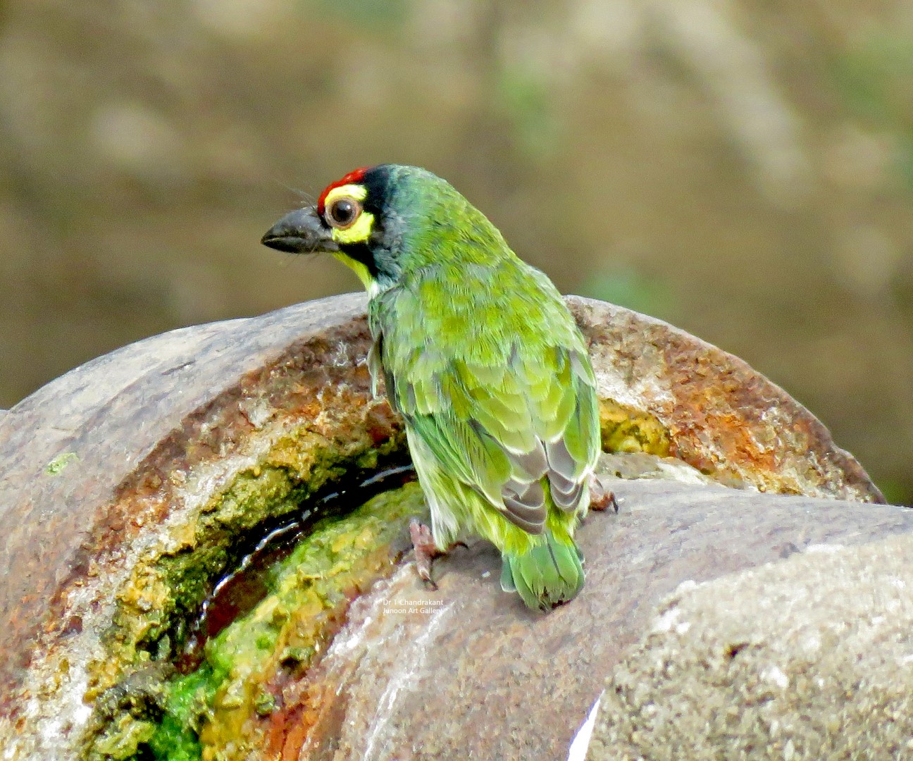 Crimson-breasted Barbet