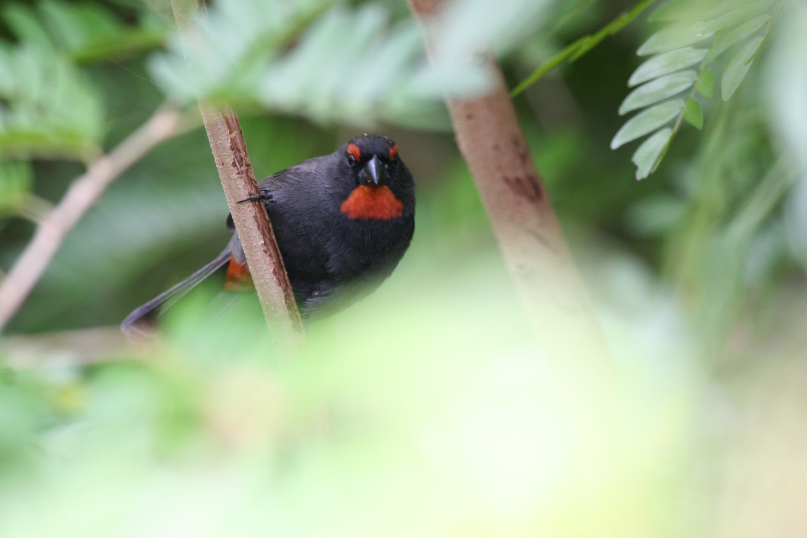 Crimson-breasted Finch