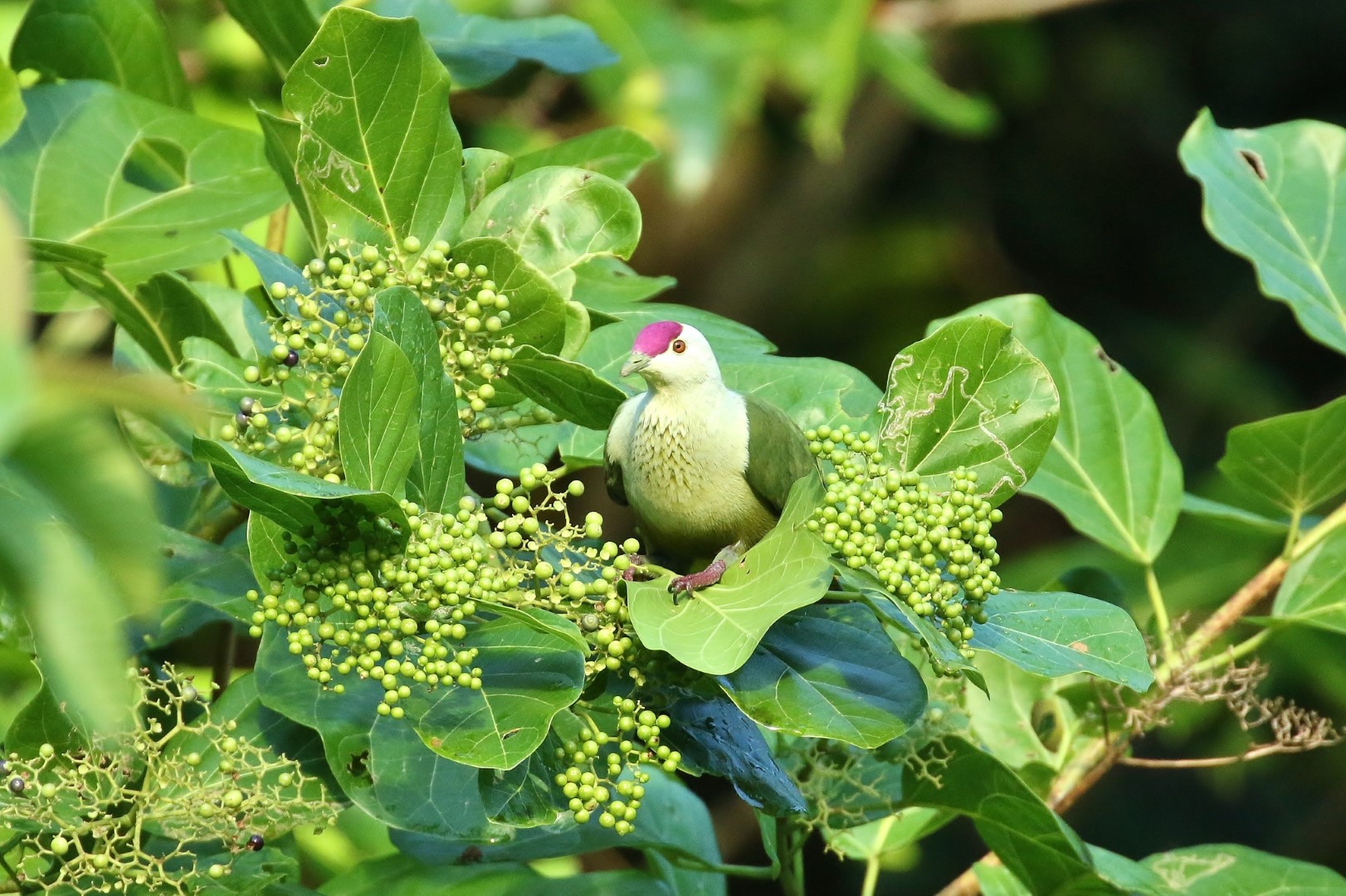 Crimson-capped Fruit Dove