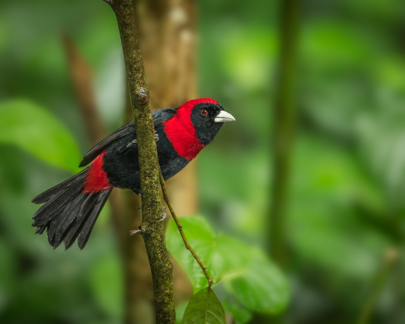 Crimson-collared Tanager