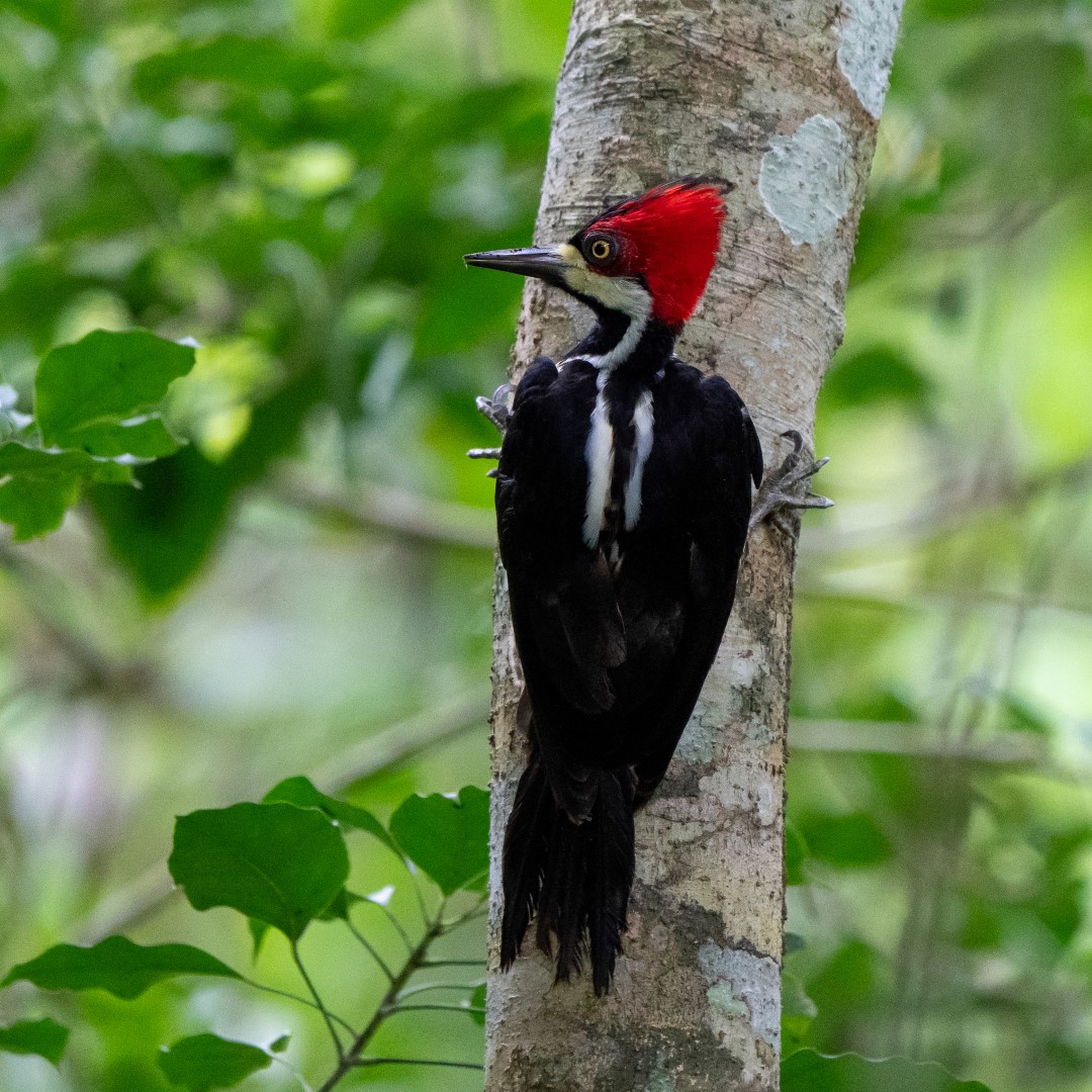 Crimson-crested Woodpecker