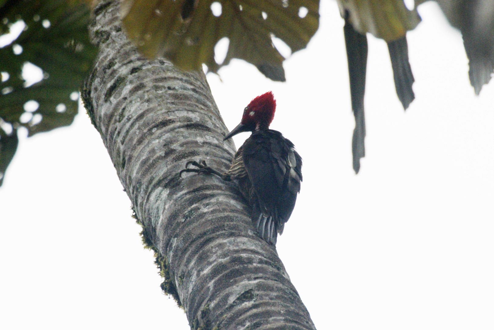 Crimson-crested Woodpecker