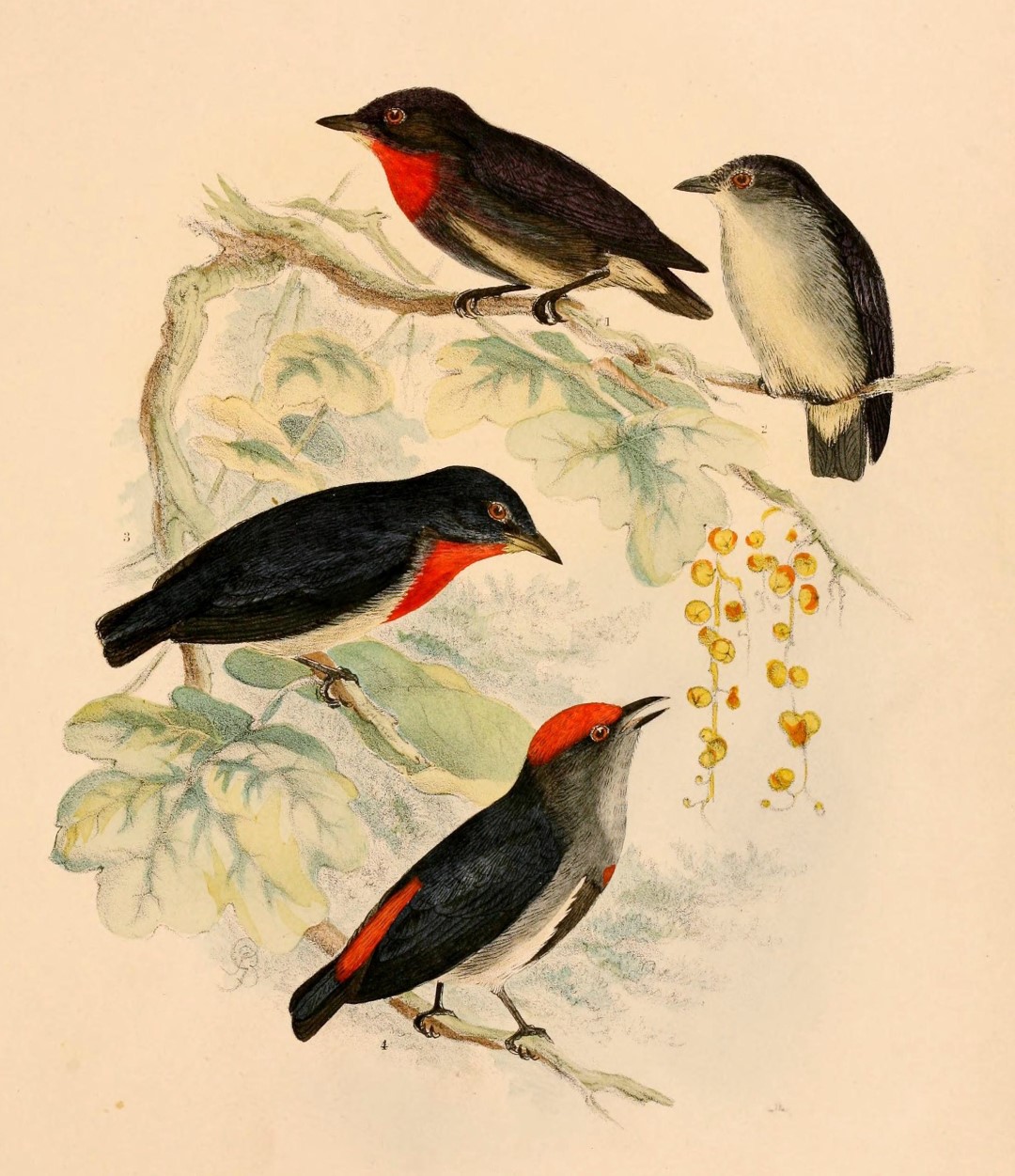 Crimson-crowned Flowerpecker