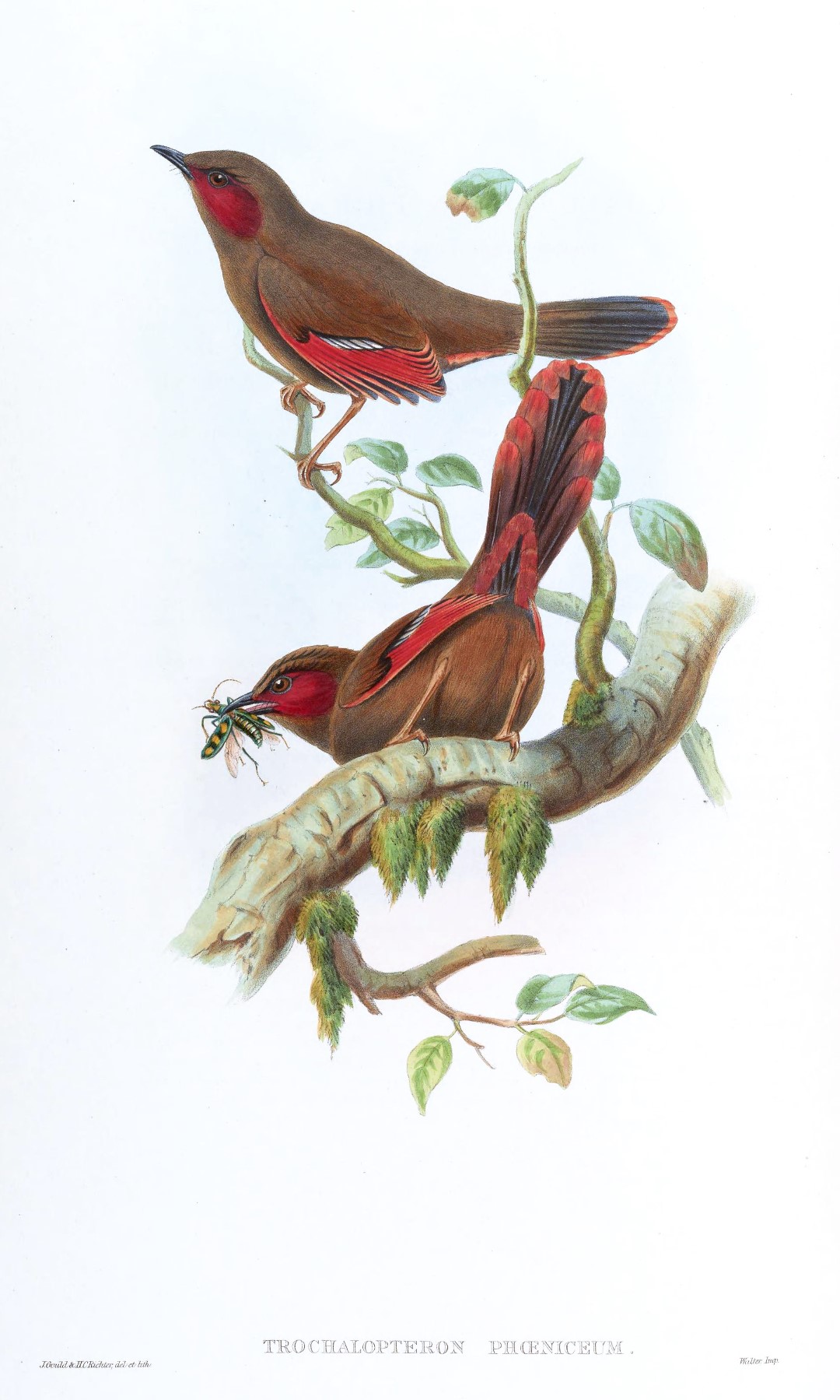 Crimson-faced Liocichla