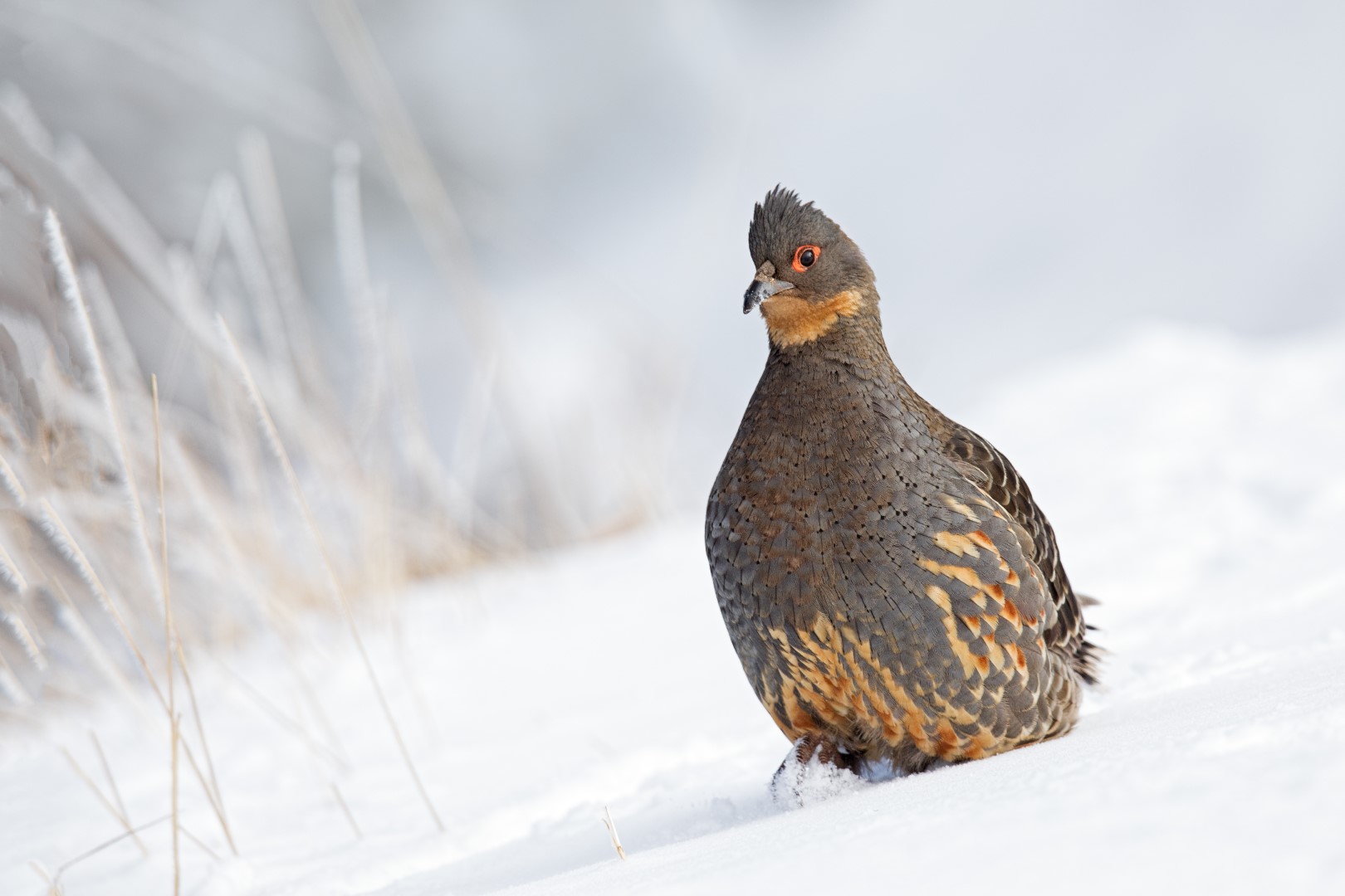 Crimson-faced Liocichla