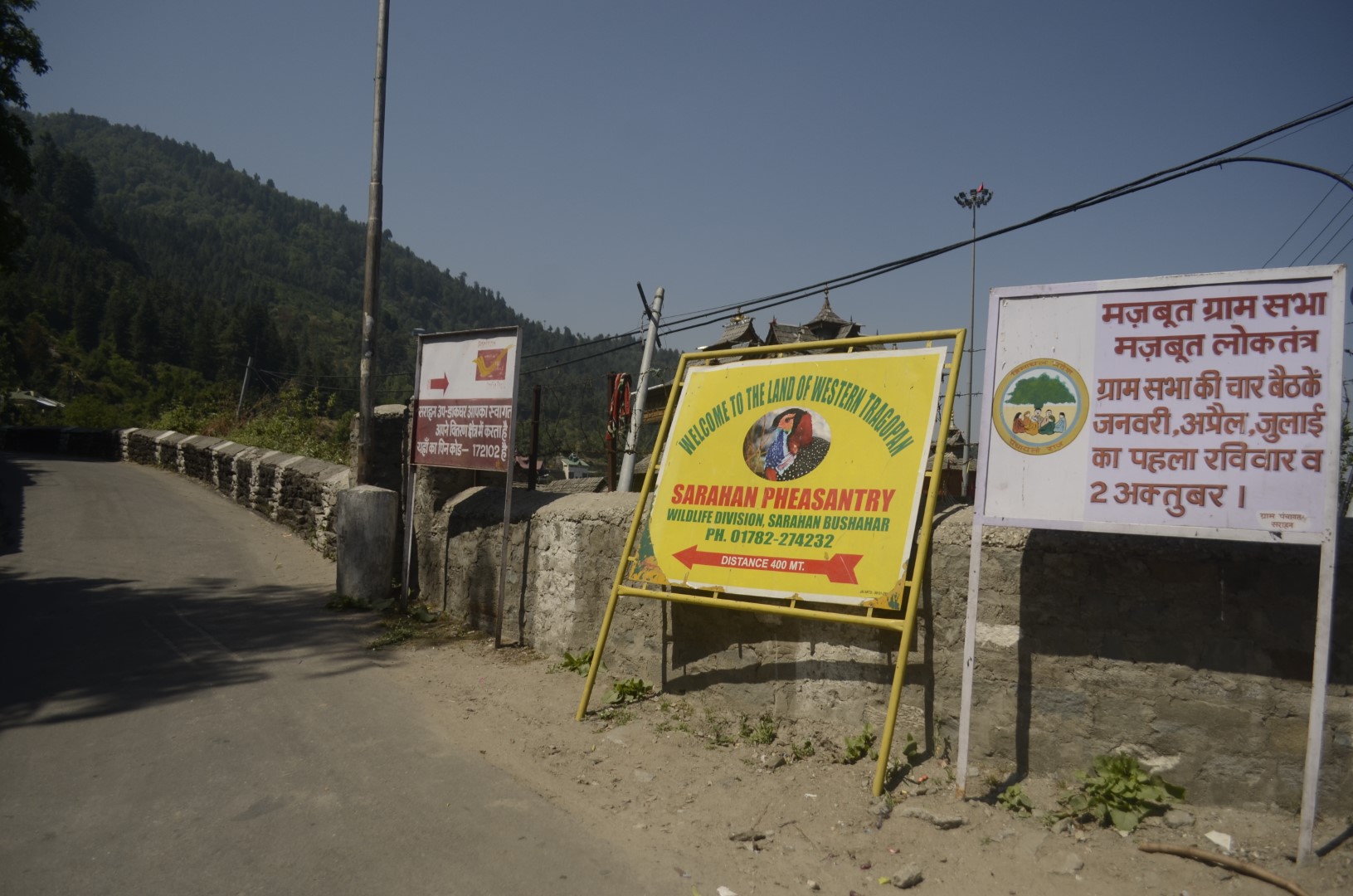 Crimson-faced Tragopan