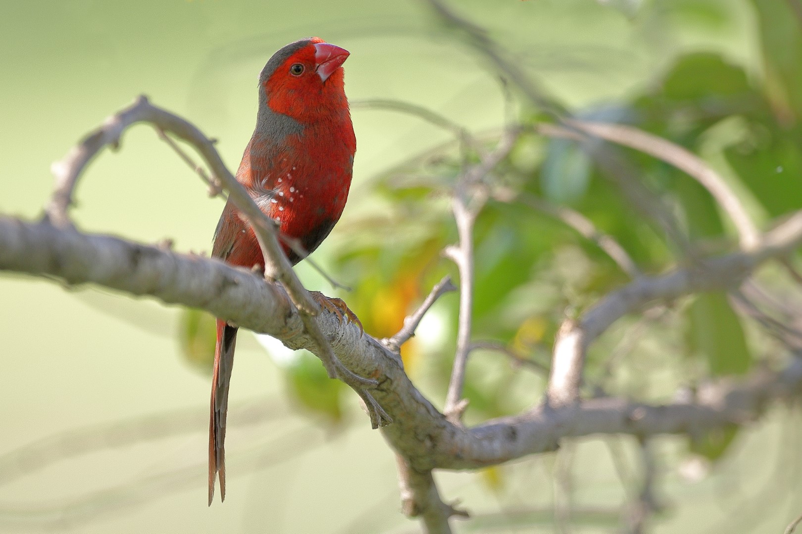 Crimson Finch