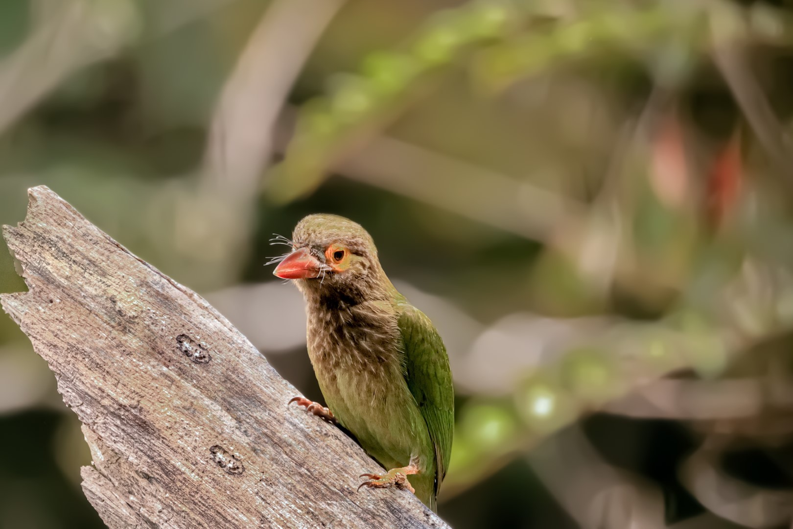 Crimson-fronted barbet