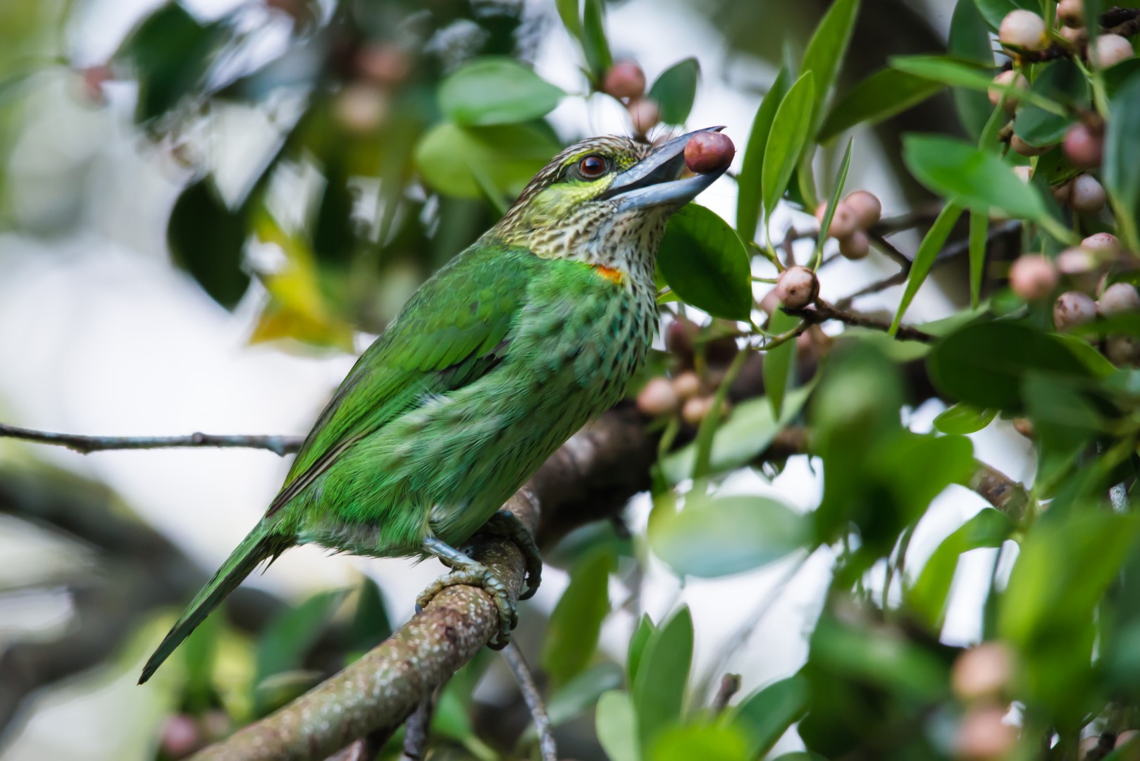Crimson-headed Barbet