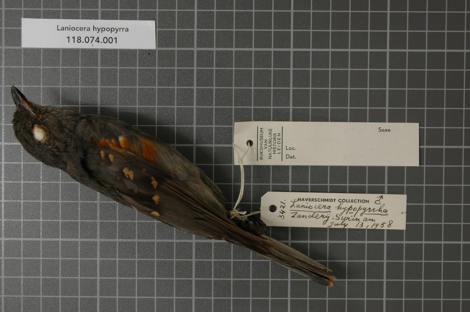 Crimson-hooded Manakin