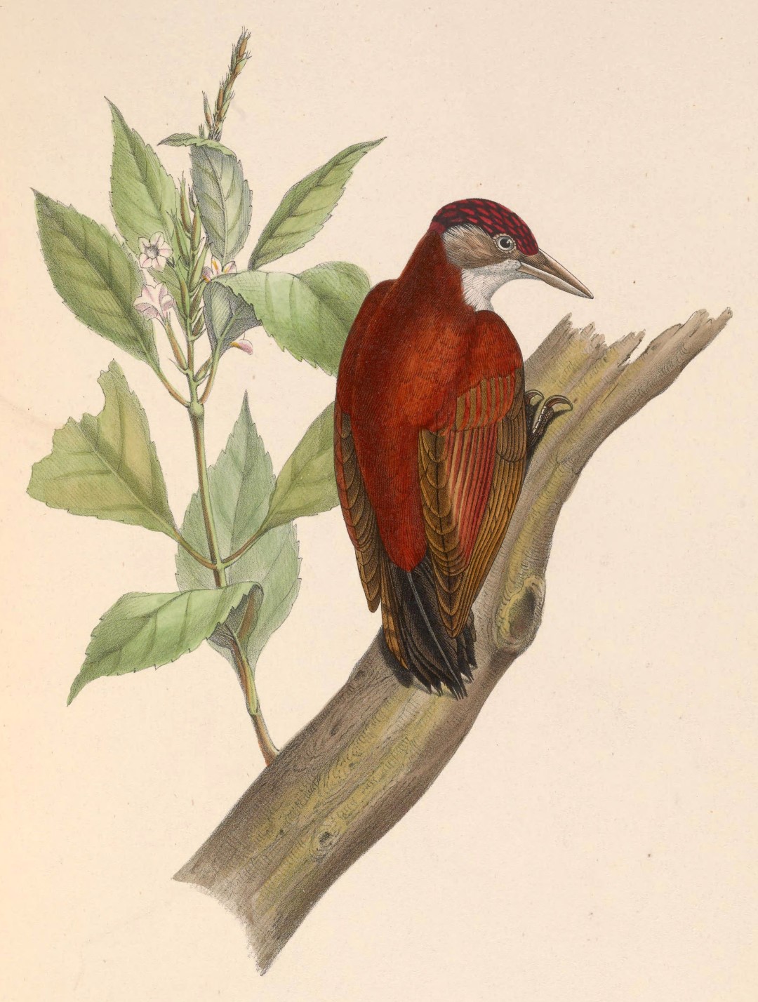 Crimson-mantled Woodpecker