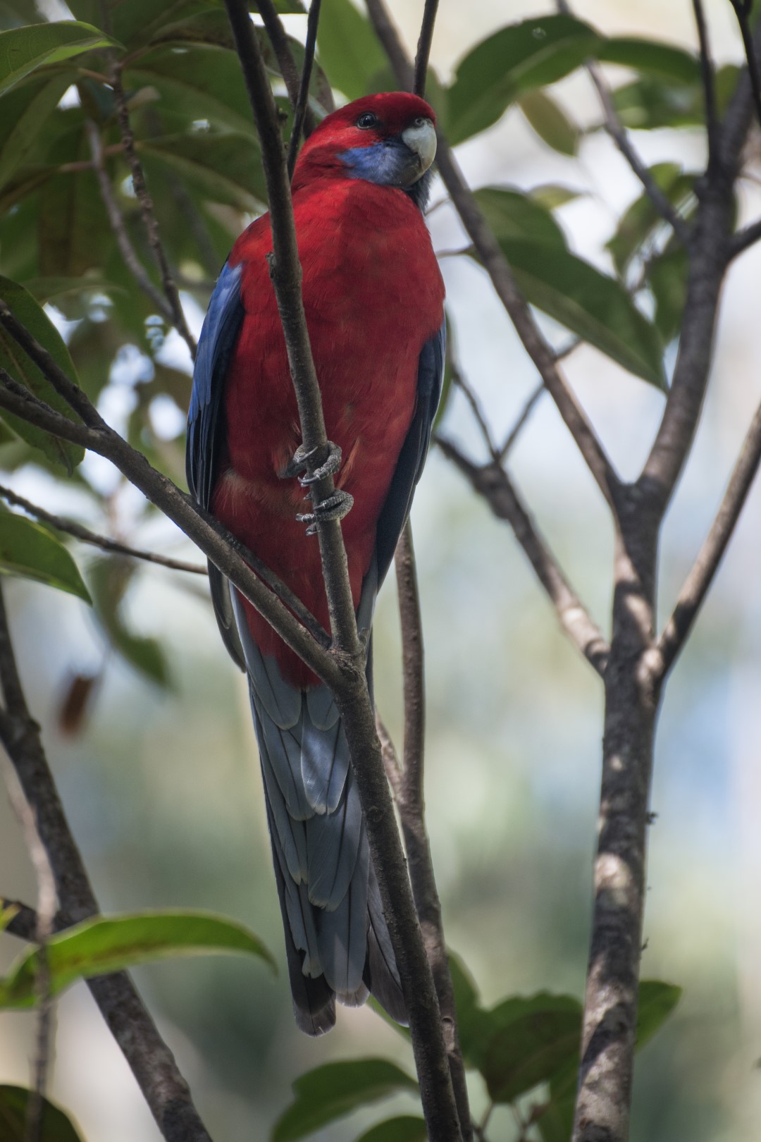 Crimson Rosella
