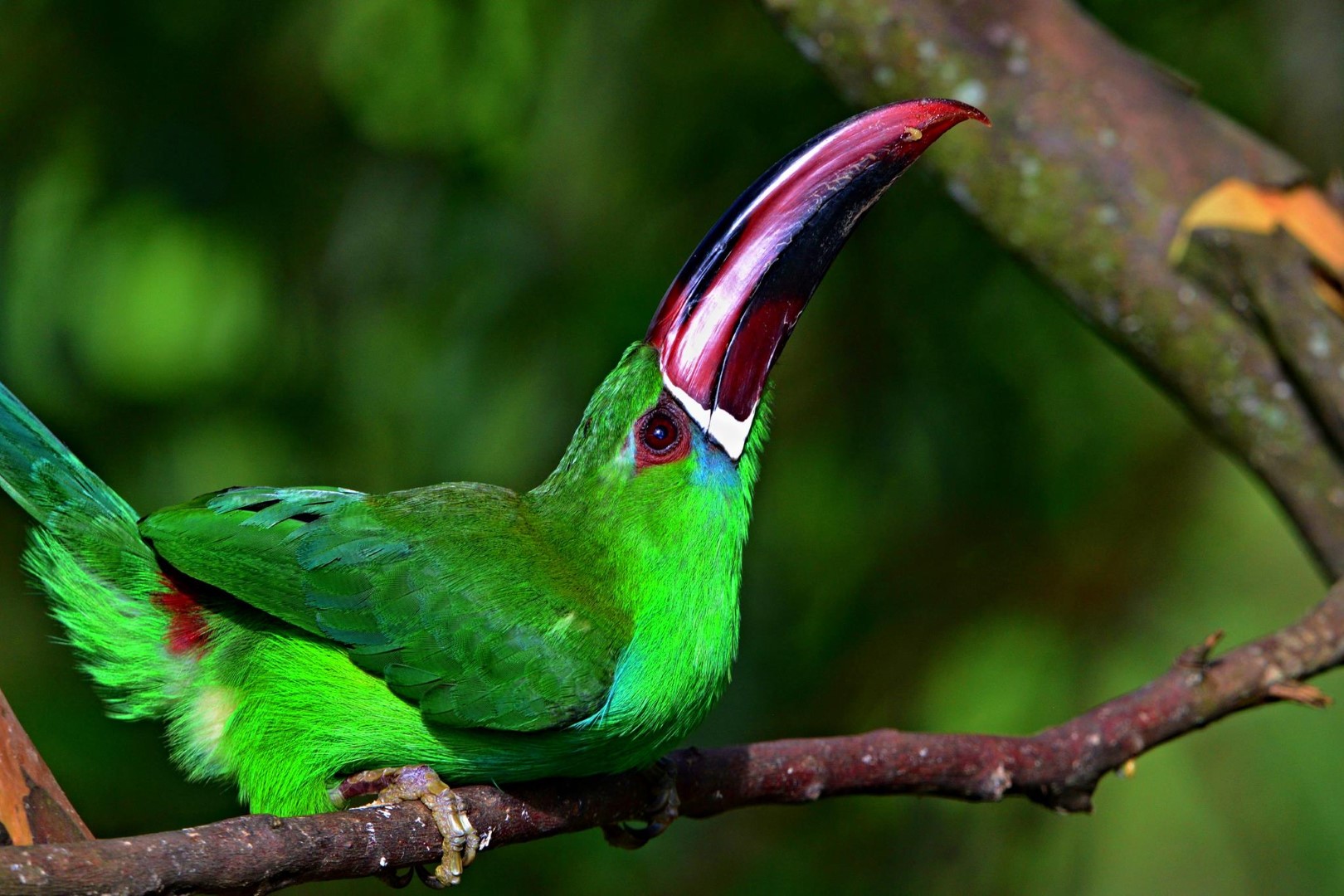 Crimson-rumped Toucanet