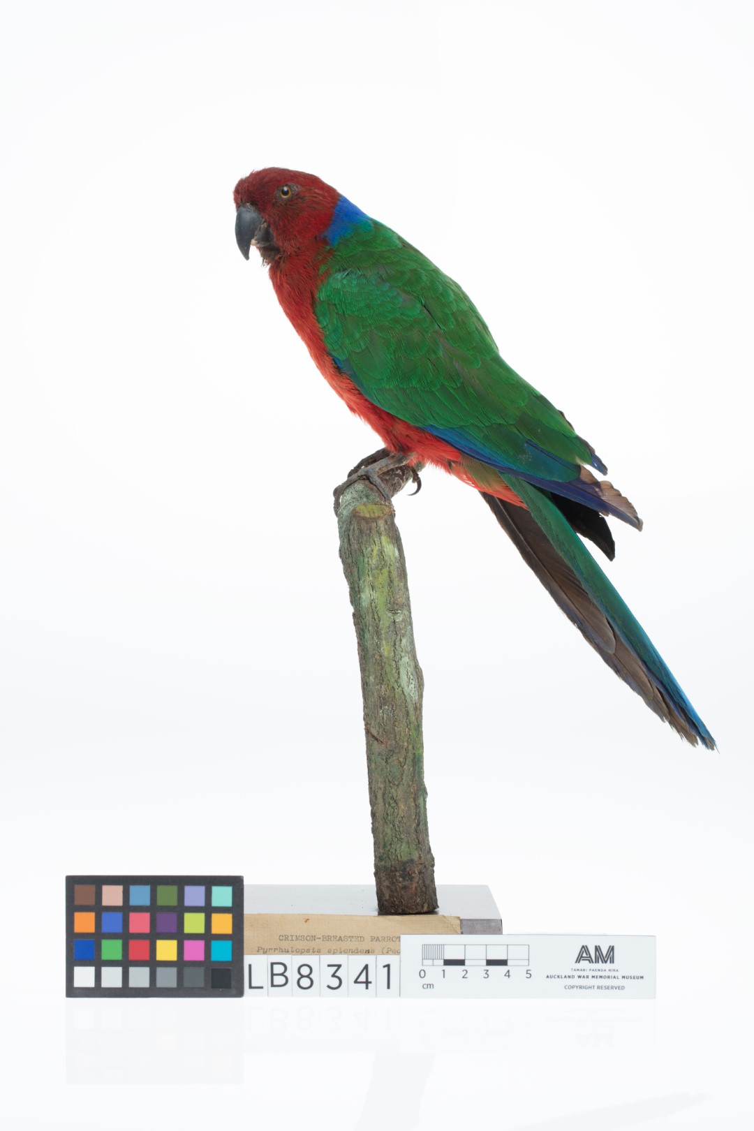 Crimson Shining Parrot