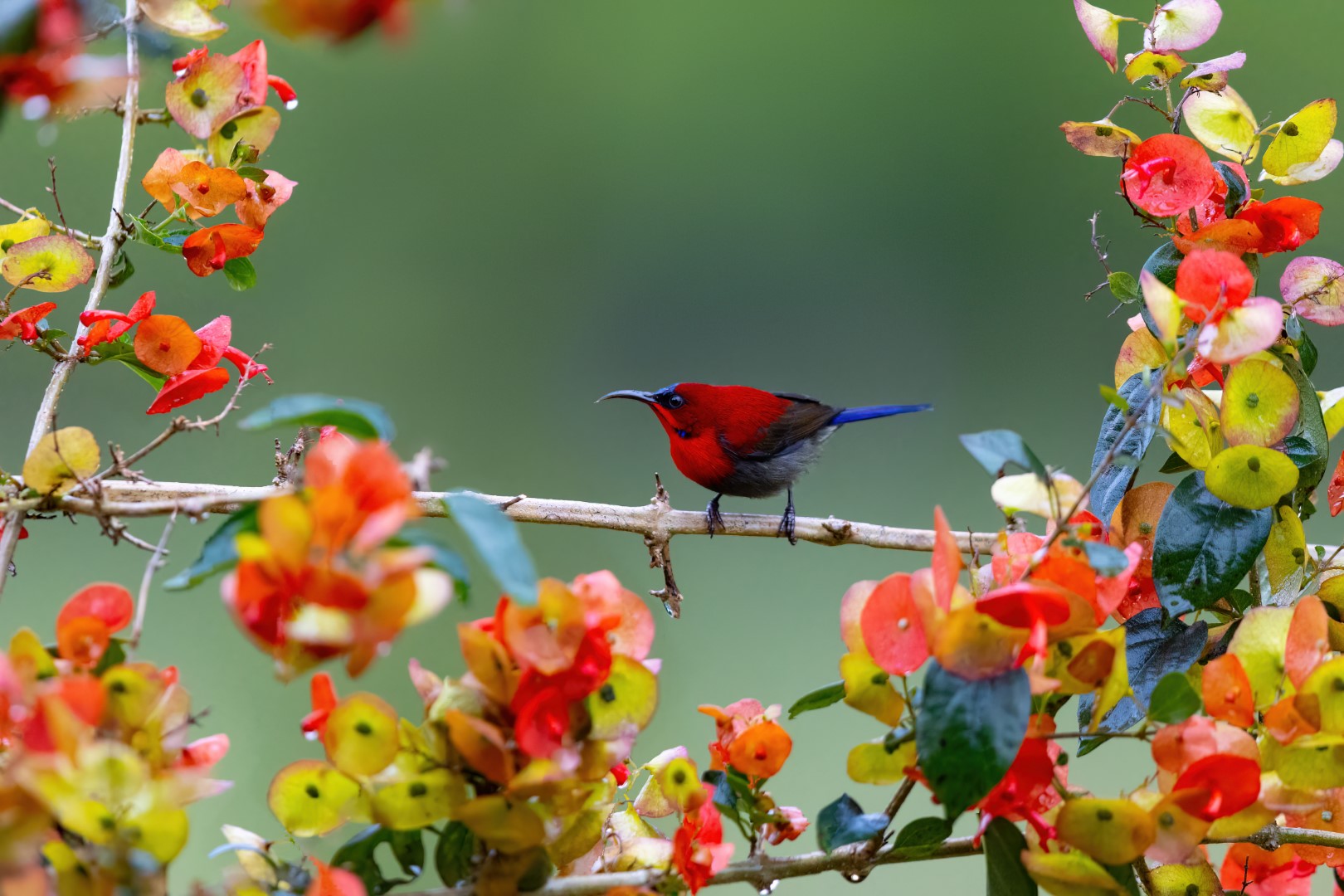 Crimson Sunbird