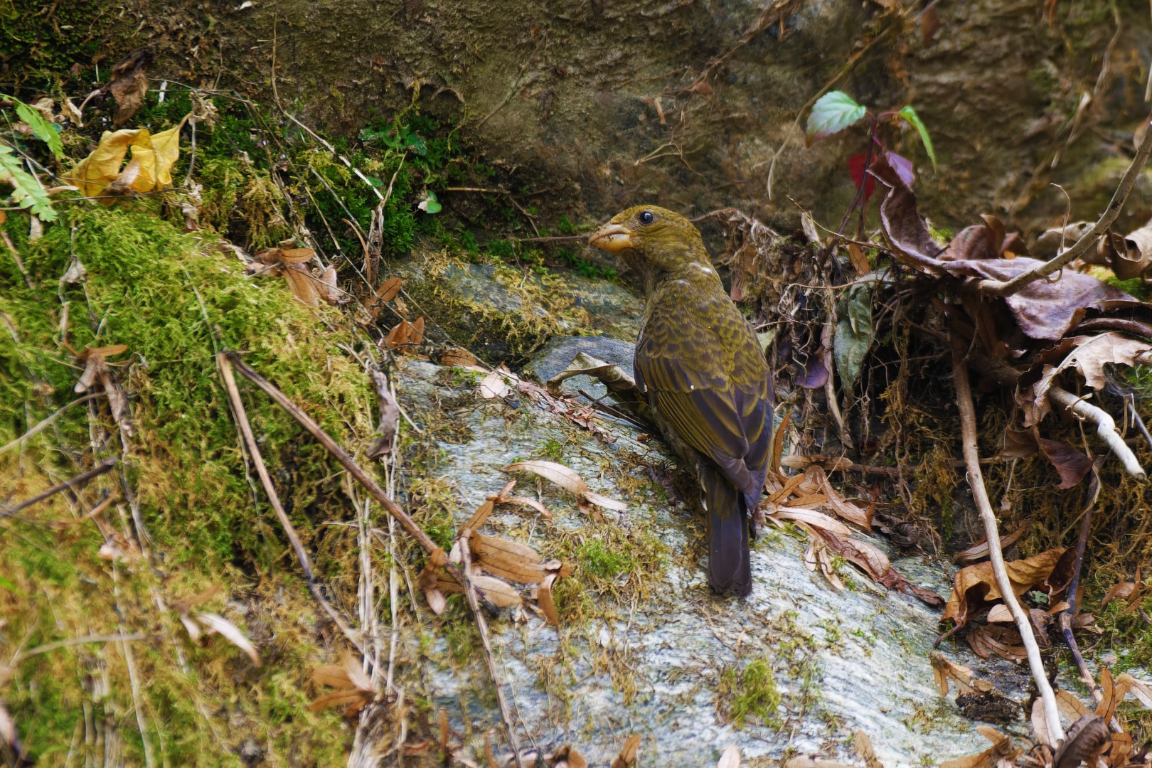 Crimson-winged Finch