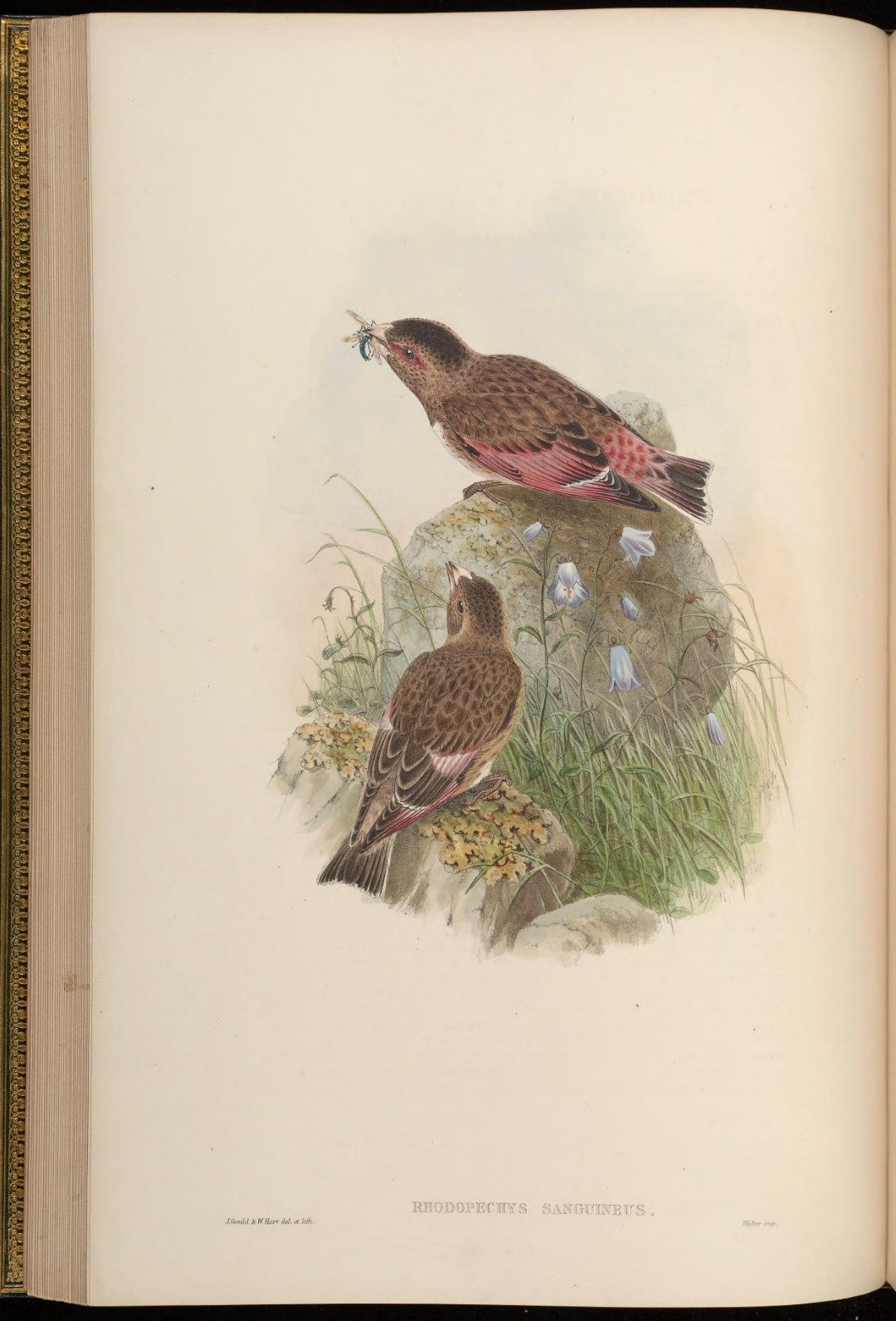 Crimson-winged Finch