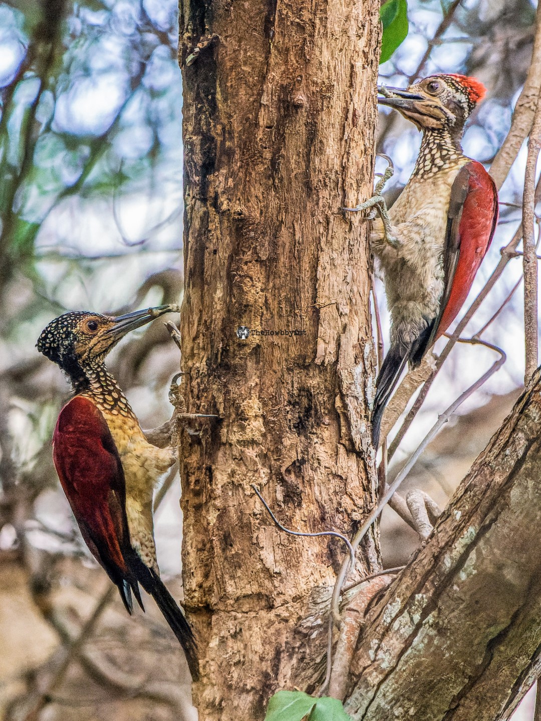 Crimson-winged Woodpecker