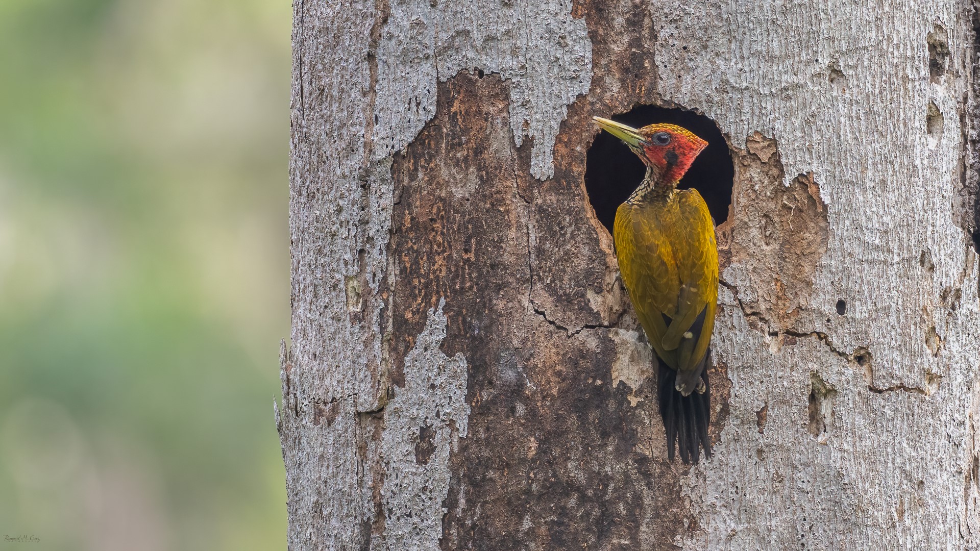 Crimson-winged Woodpecker