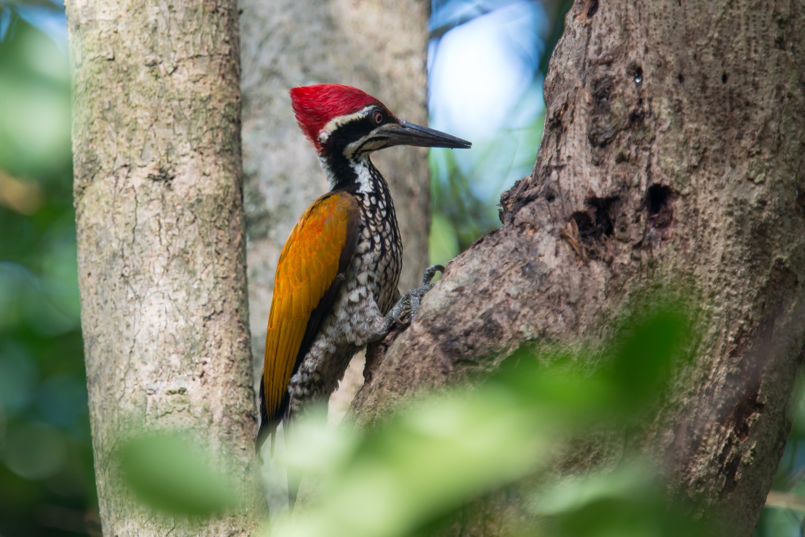 Crimson-winged Woodpecker