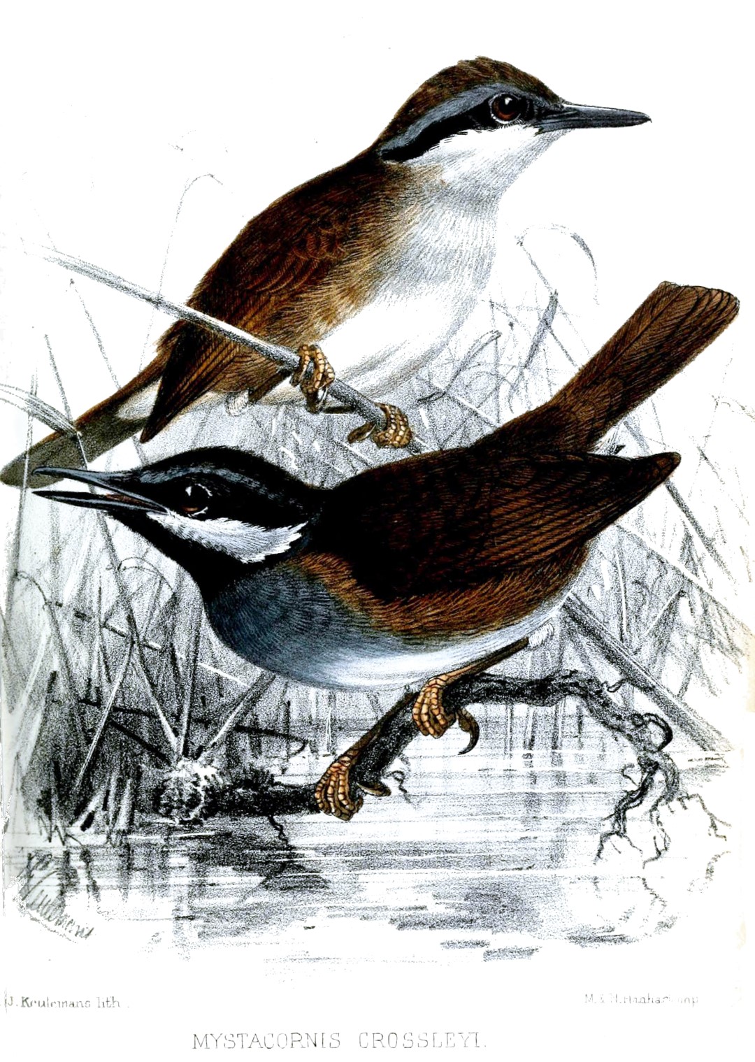Crossley's Ground Roller