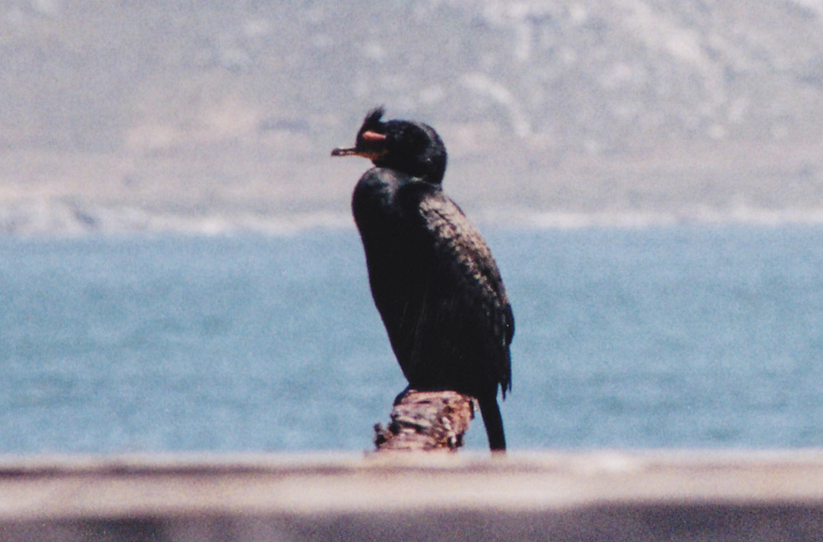 Crowned Cormorant
