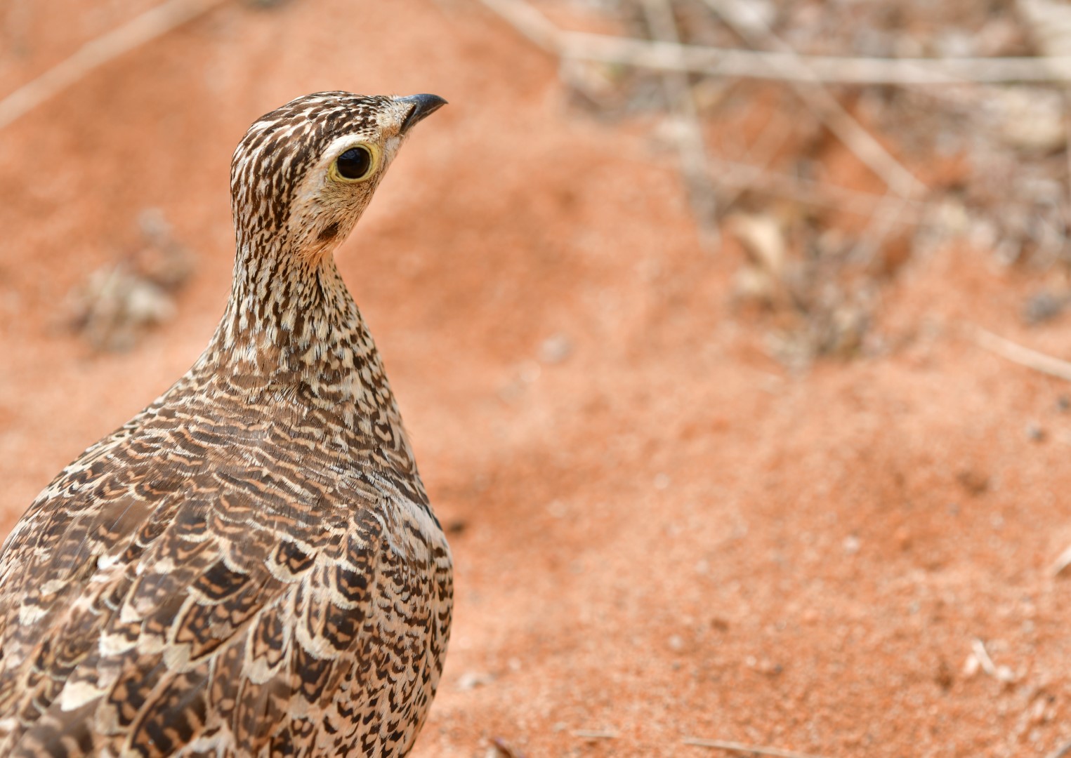 Crowned Sandgrouse