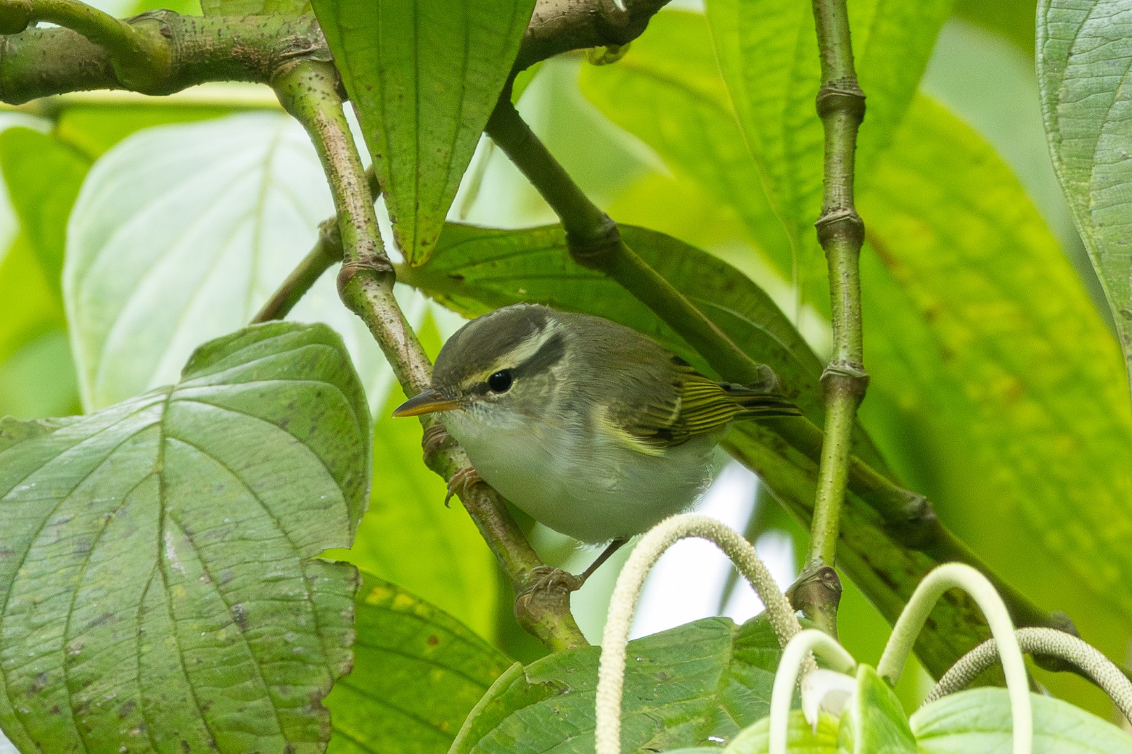 Crowned Warbler