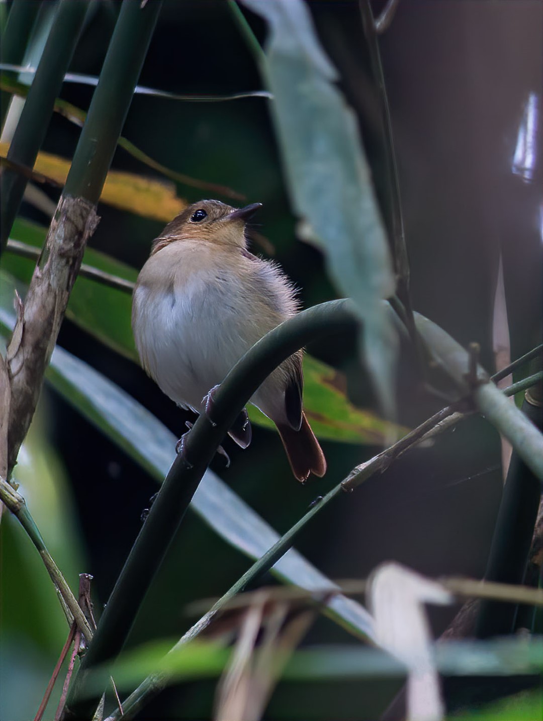 Cryptic Flycatcher