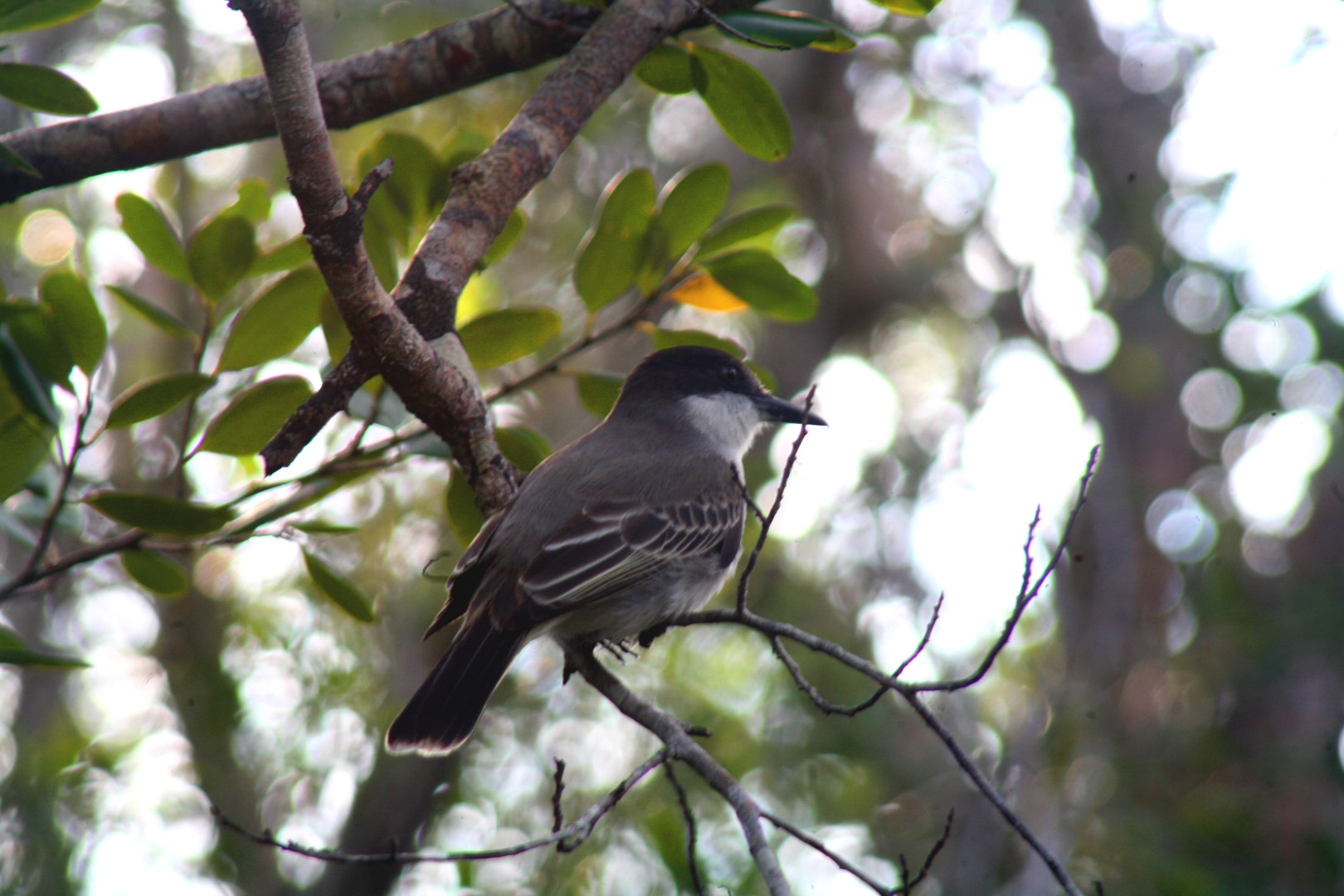 Cuban Kingbird