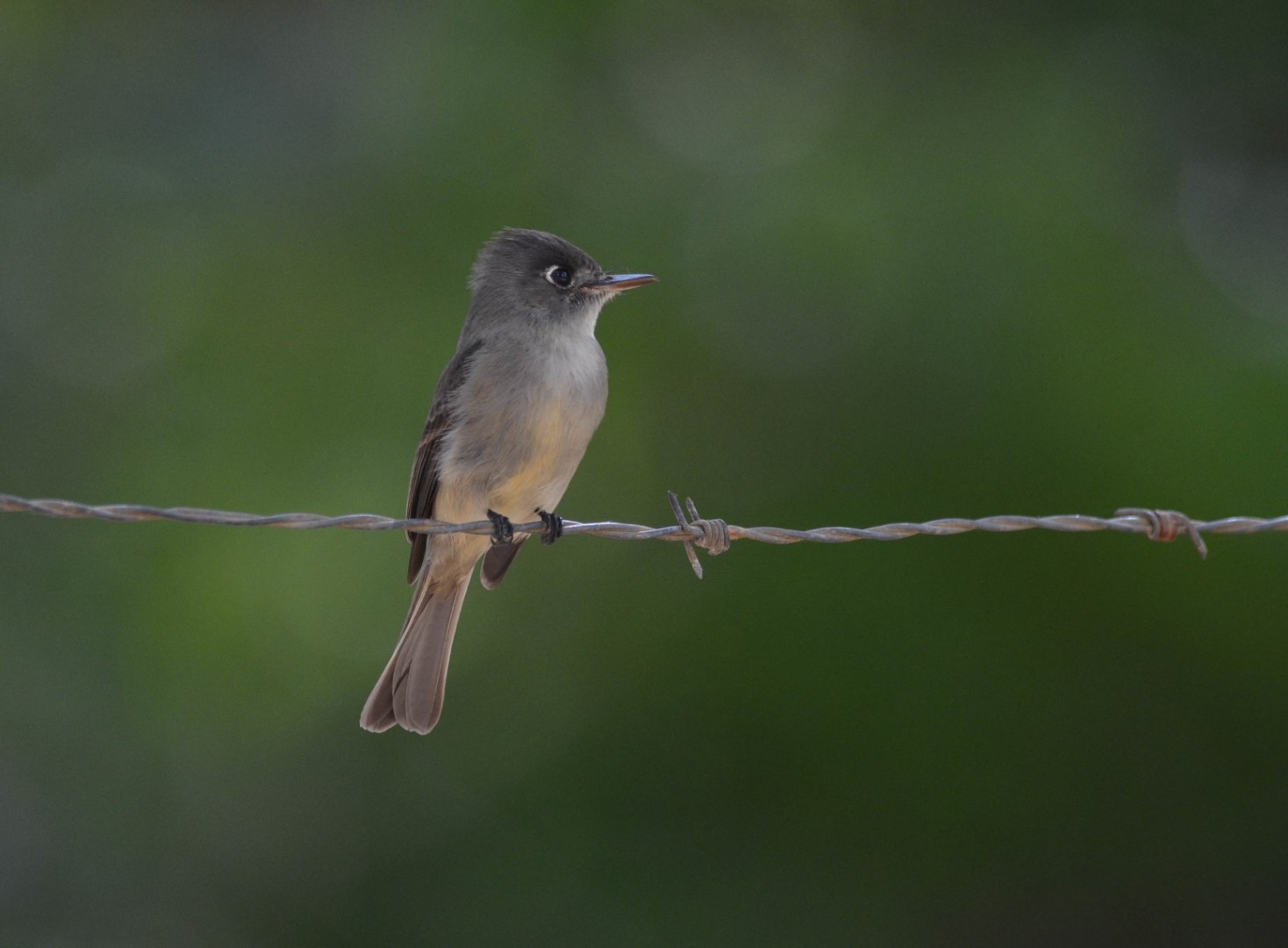 Cuban Pewee