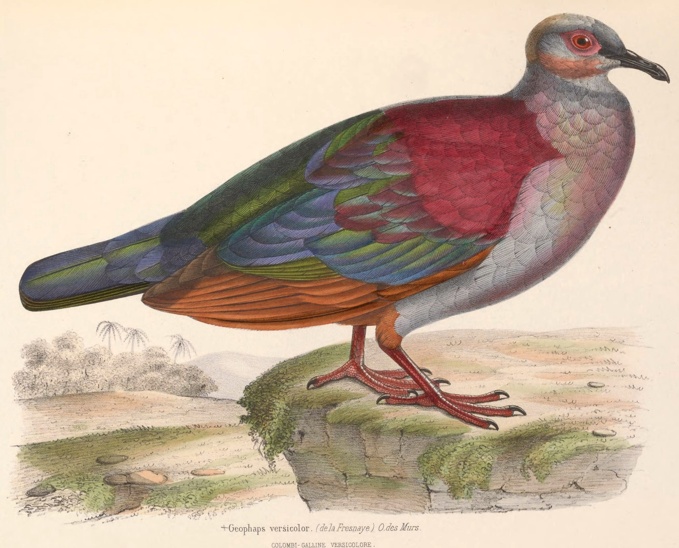 Cuban Quail-Dove
