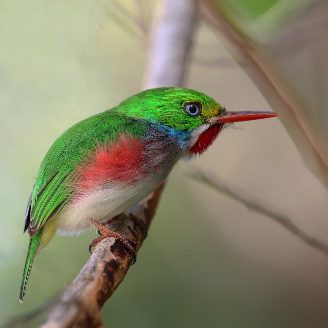 Cuban Tody