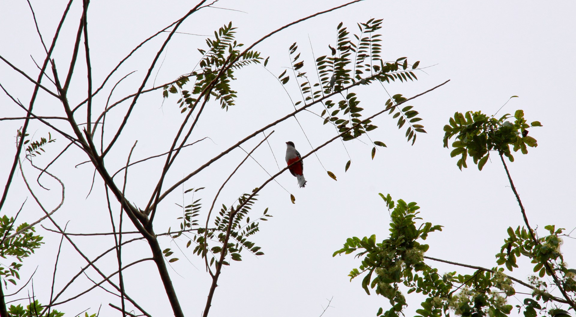 Cuban Trogon