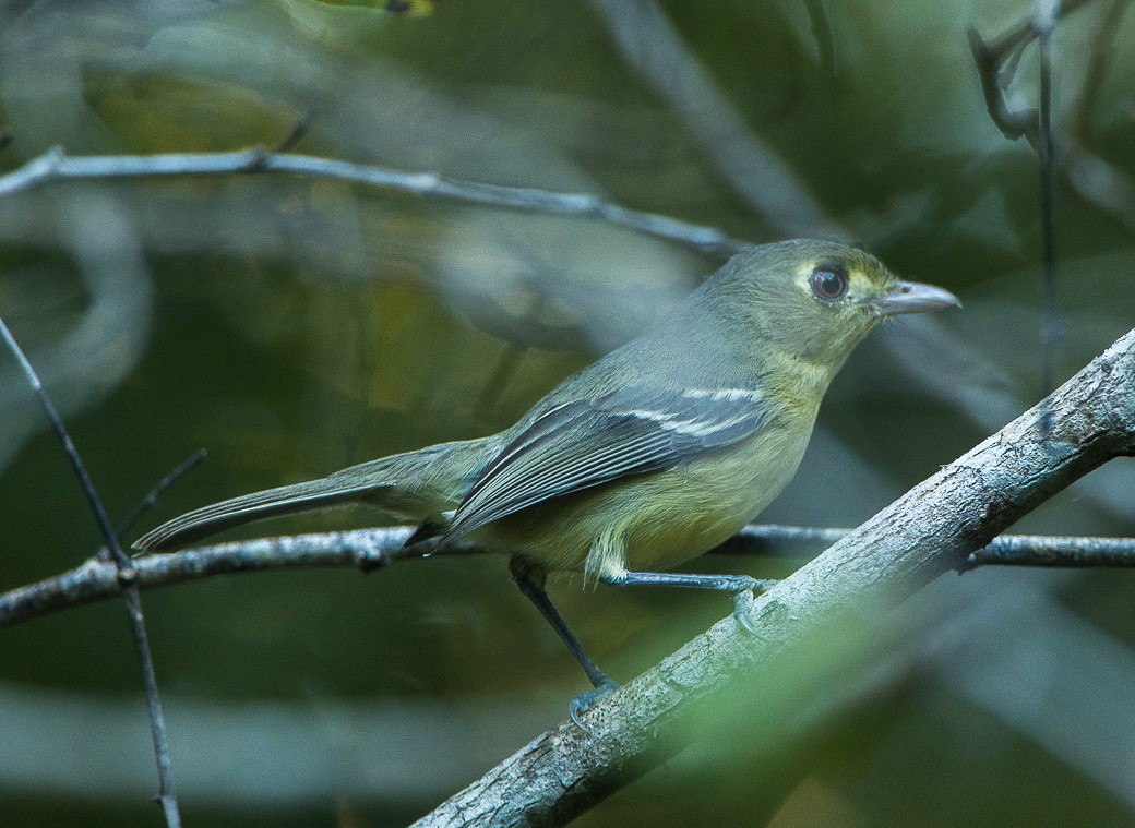 Cuban Vireo