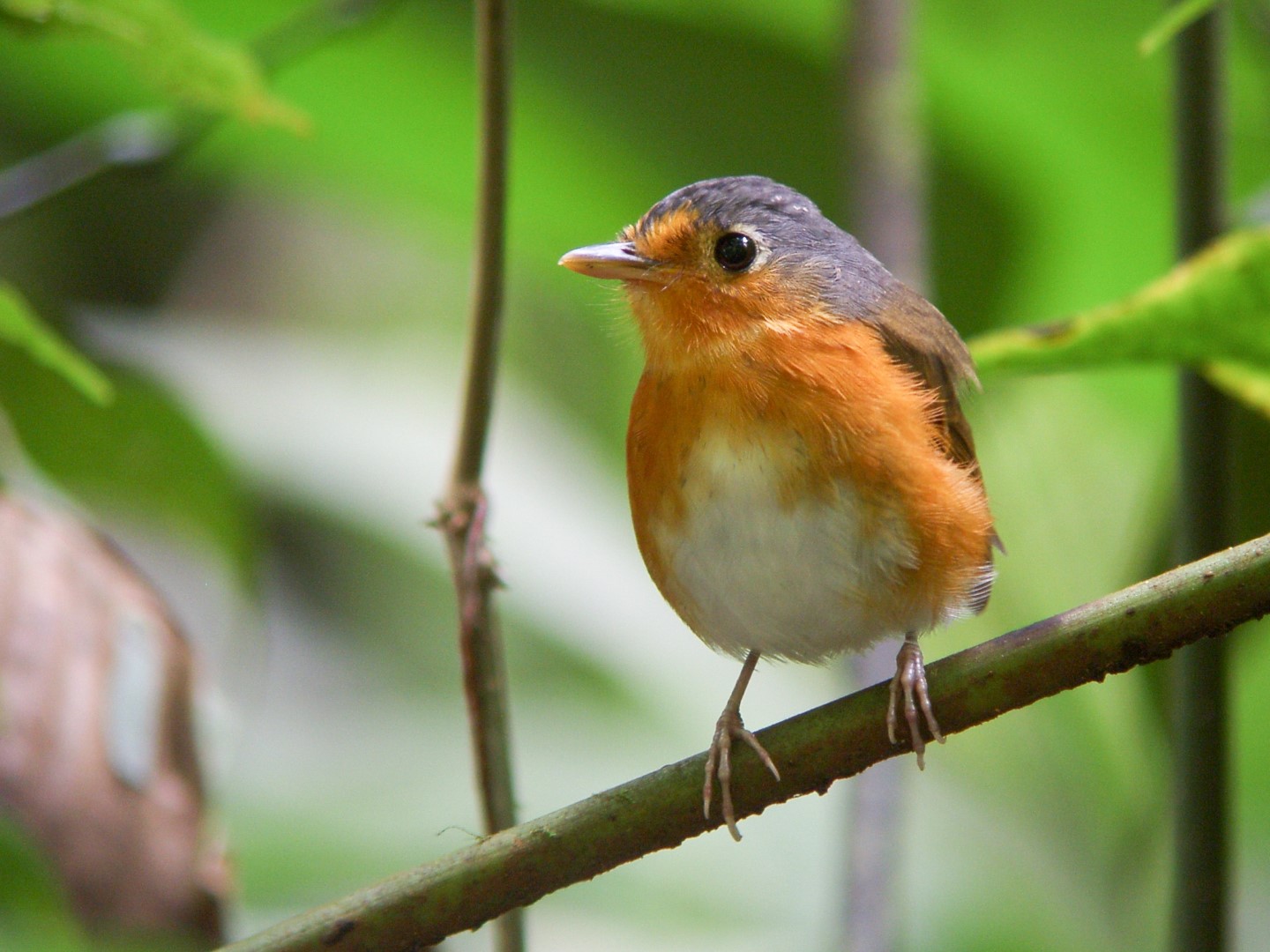 Cumaná Antpitta