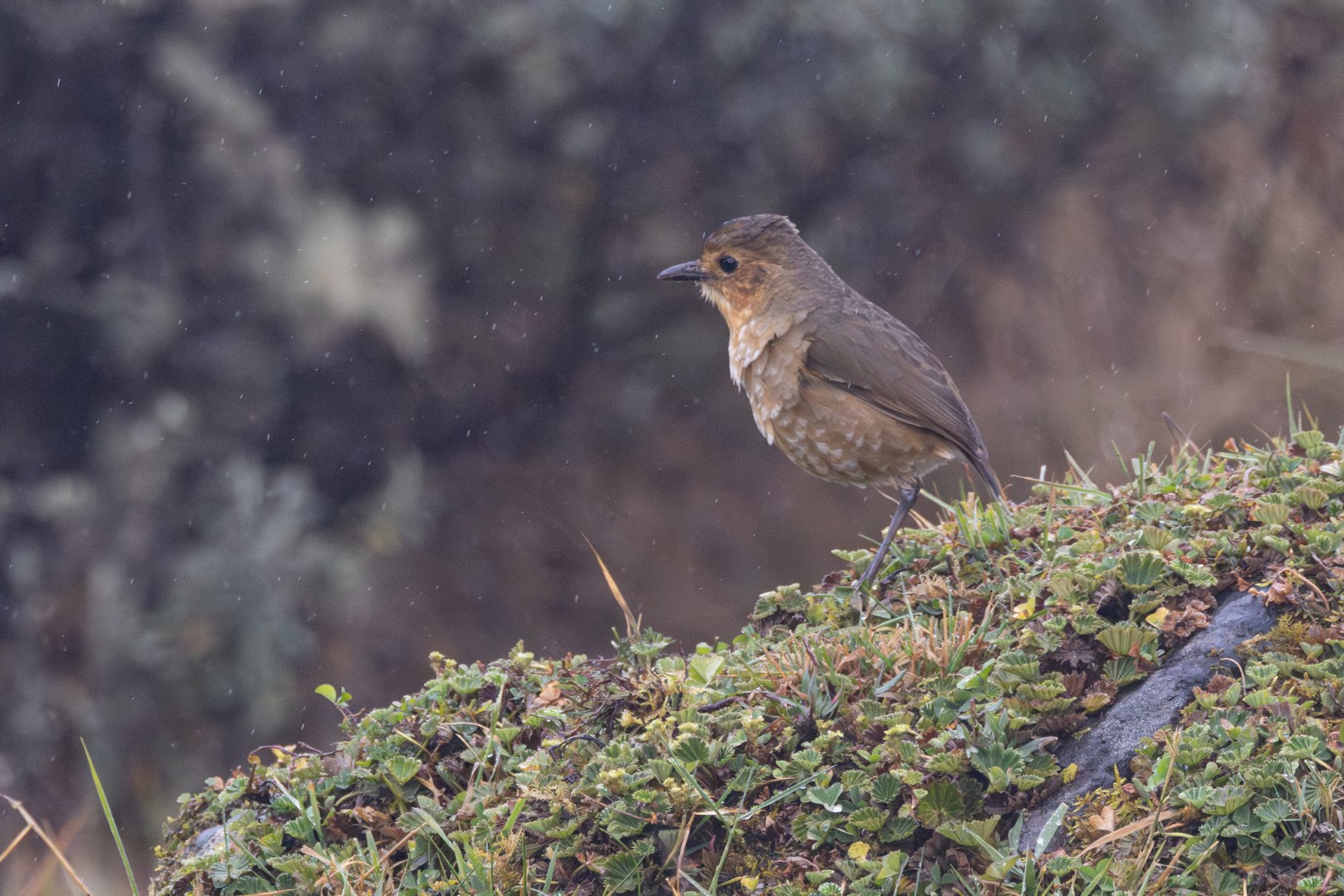 Cundinamarca Antpitta