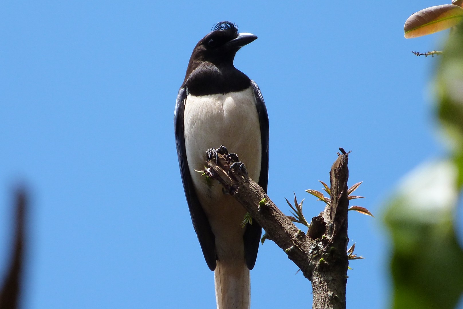 Curl-crested Jay