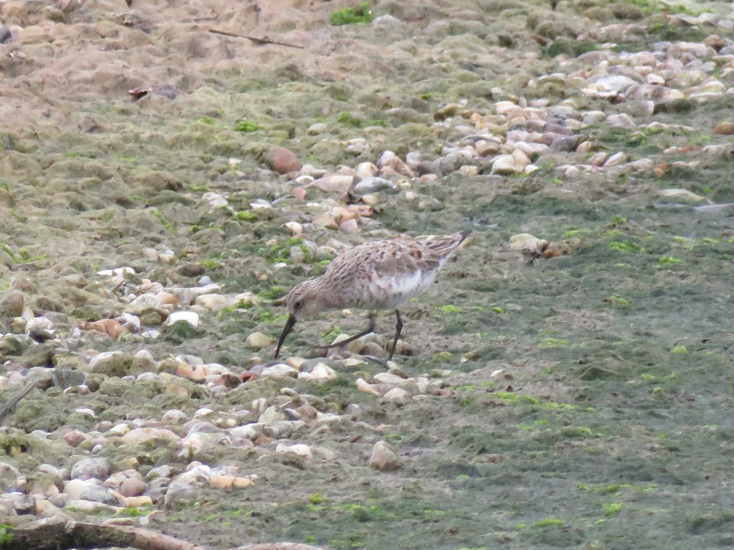 Curlew Sandpiper