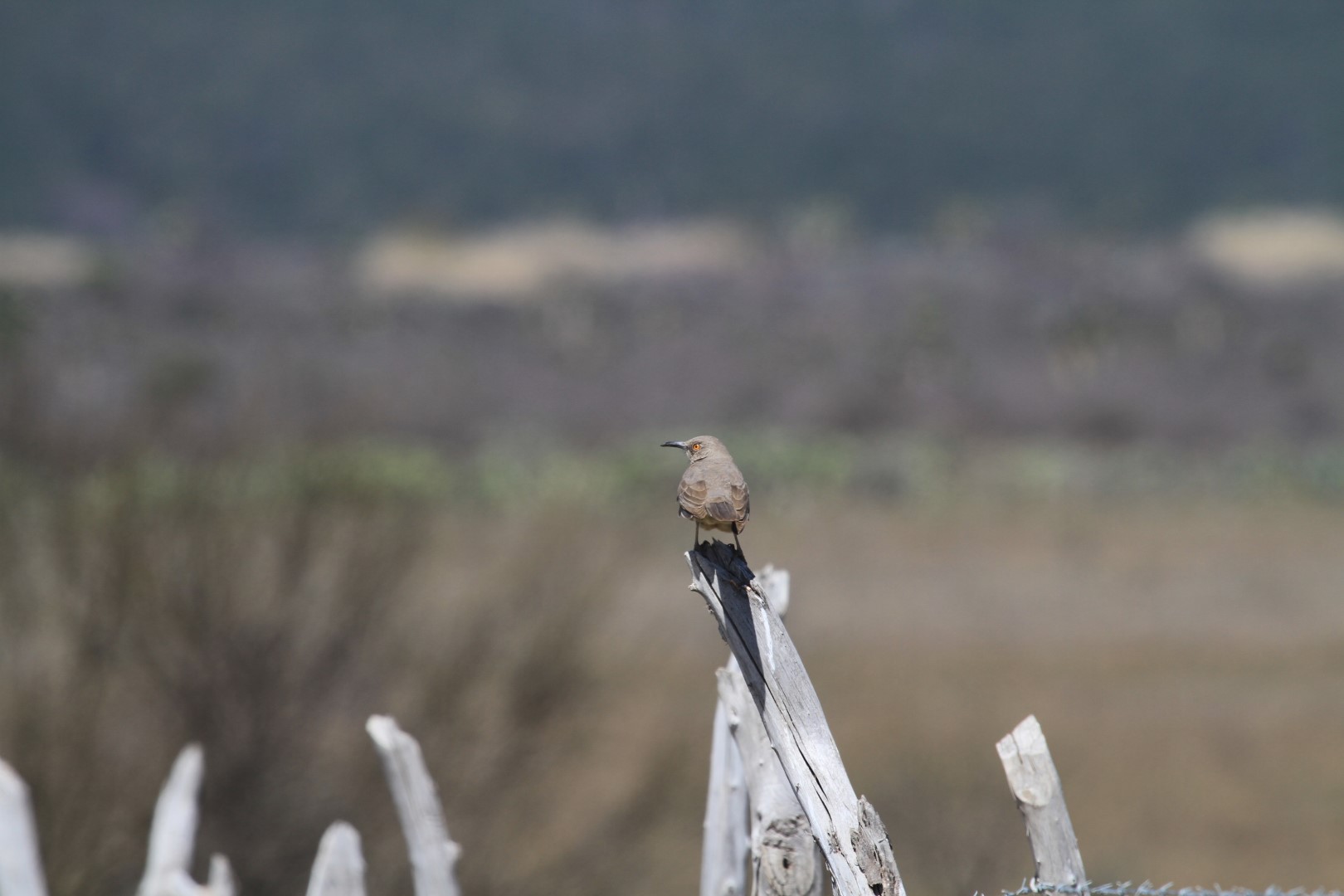 Curve-billed Thrasher