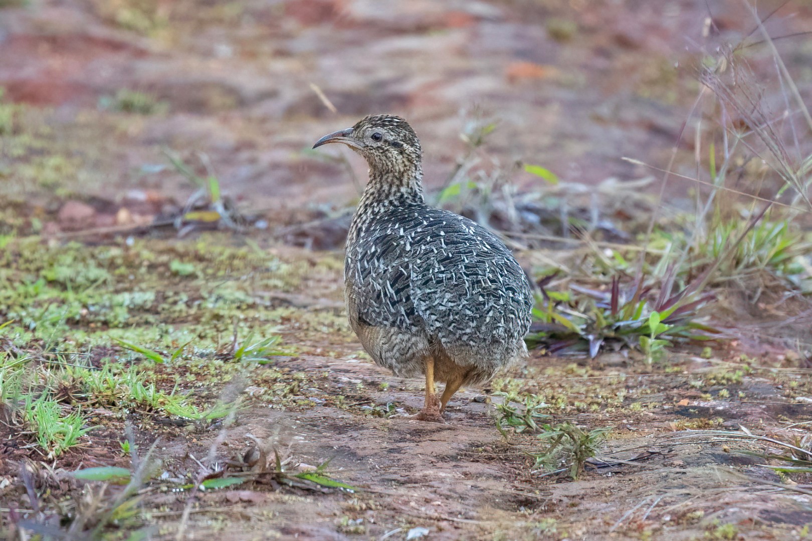Curve-billed Tinamou