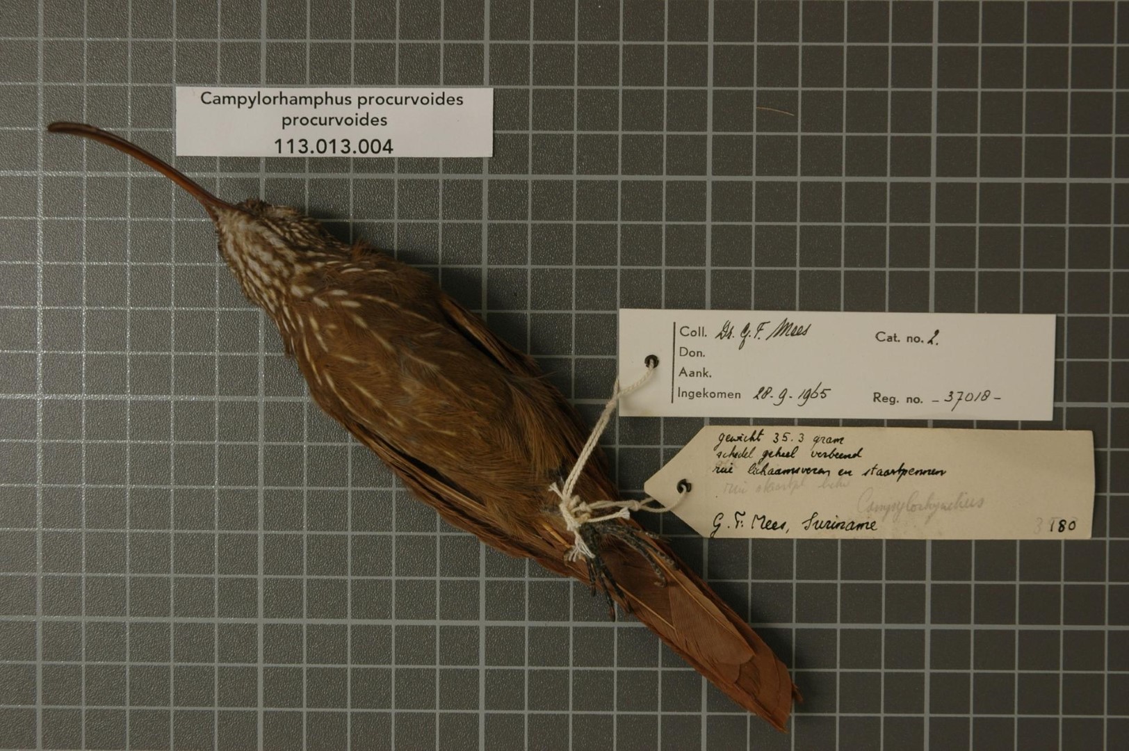 Curved-billed scythebill