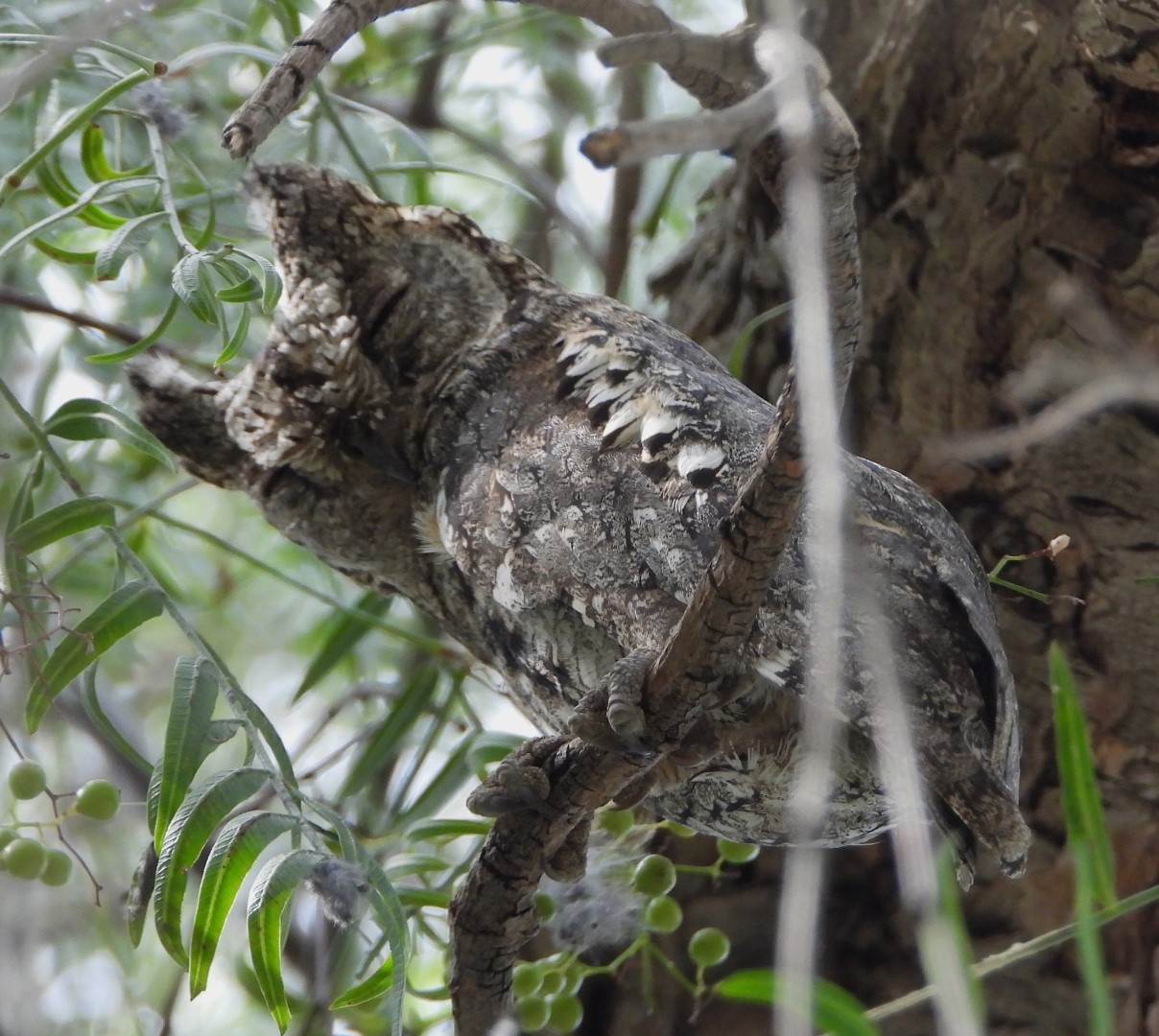 Cyprus Scops Owl