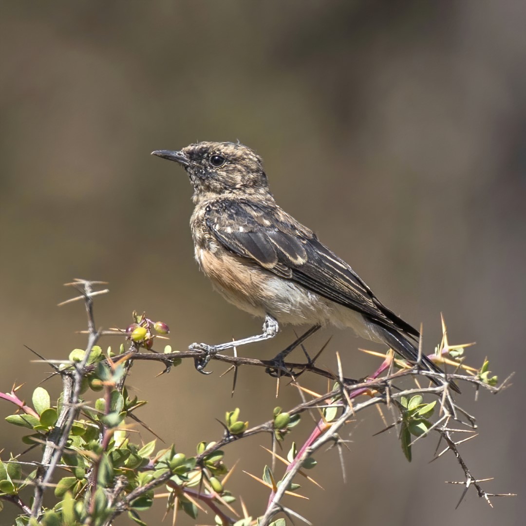 Cyprus Wheatear
