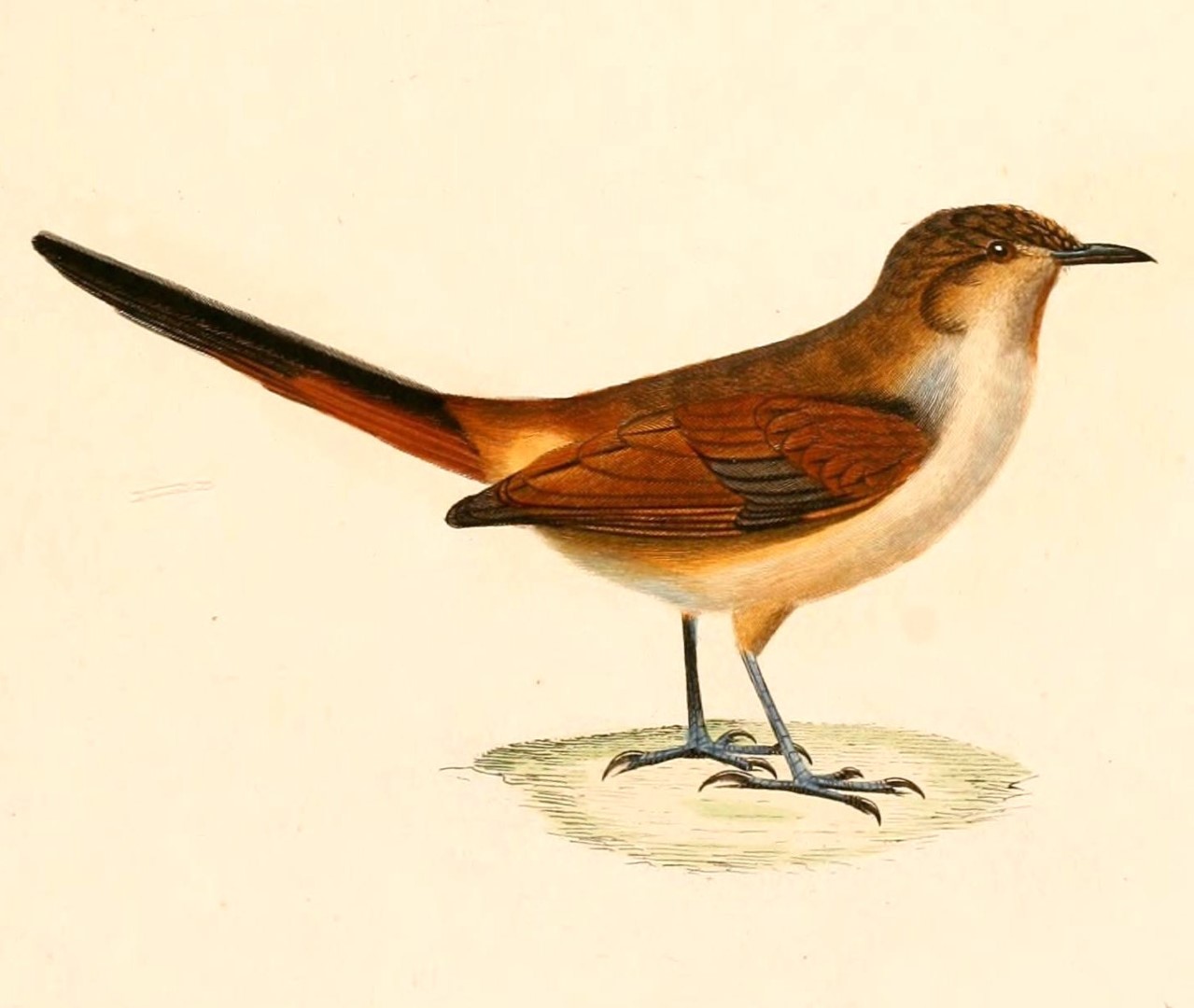 D'Orbigny's Chat-Tyrant