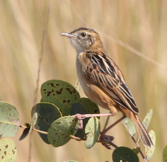 Dambo Cisticola