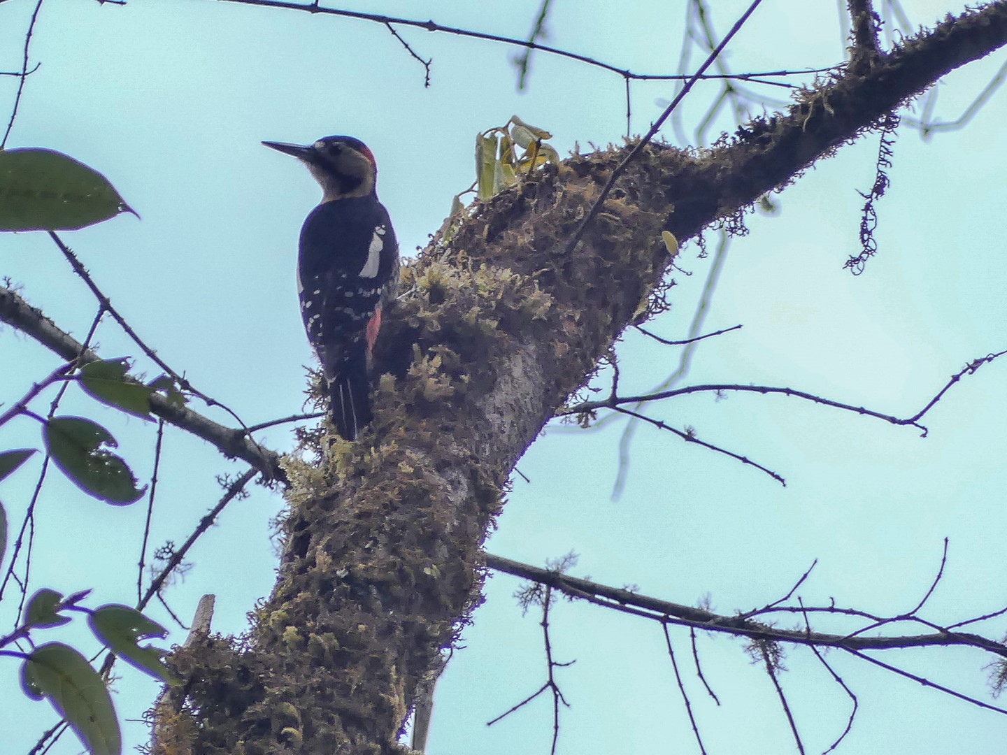 Darjeeling Woodpecker
