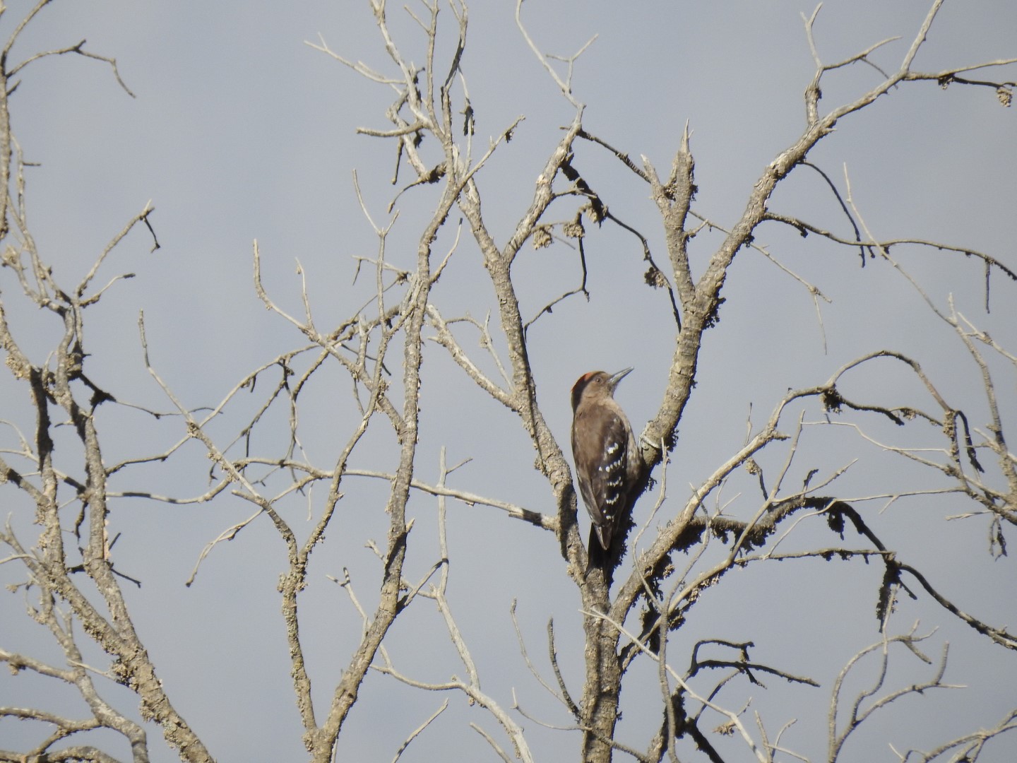 Darjeeling Woodpecker